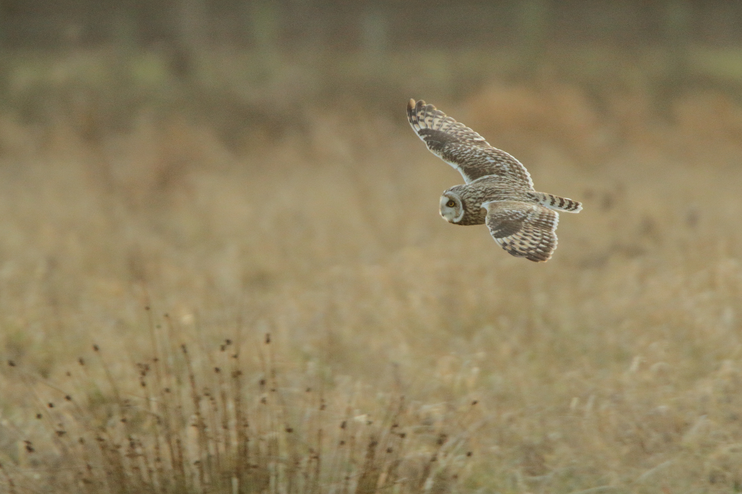 Short-eared Owl. Papercourt Fields, Surrey, 13 January 2011 © Neil G. Morris.