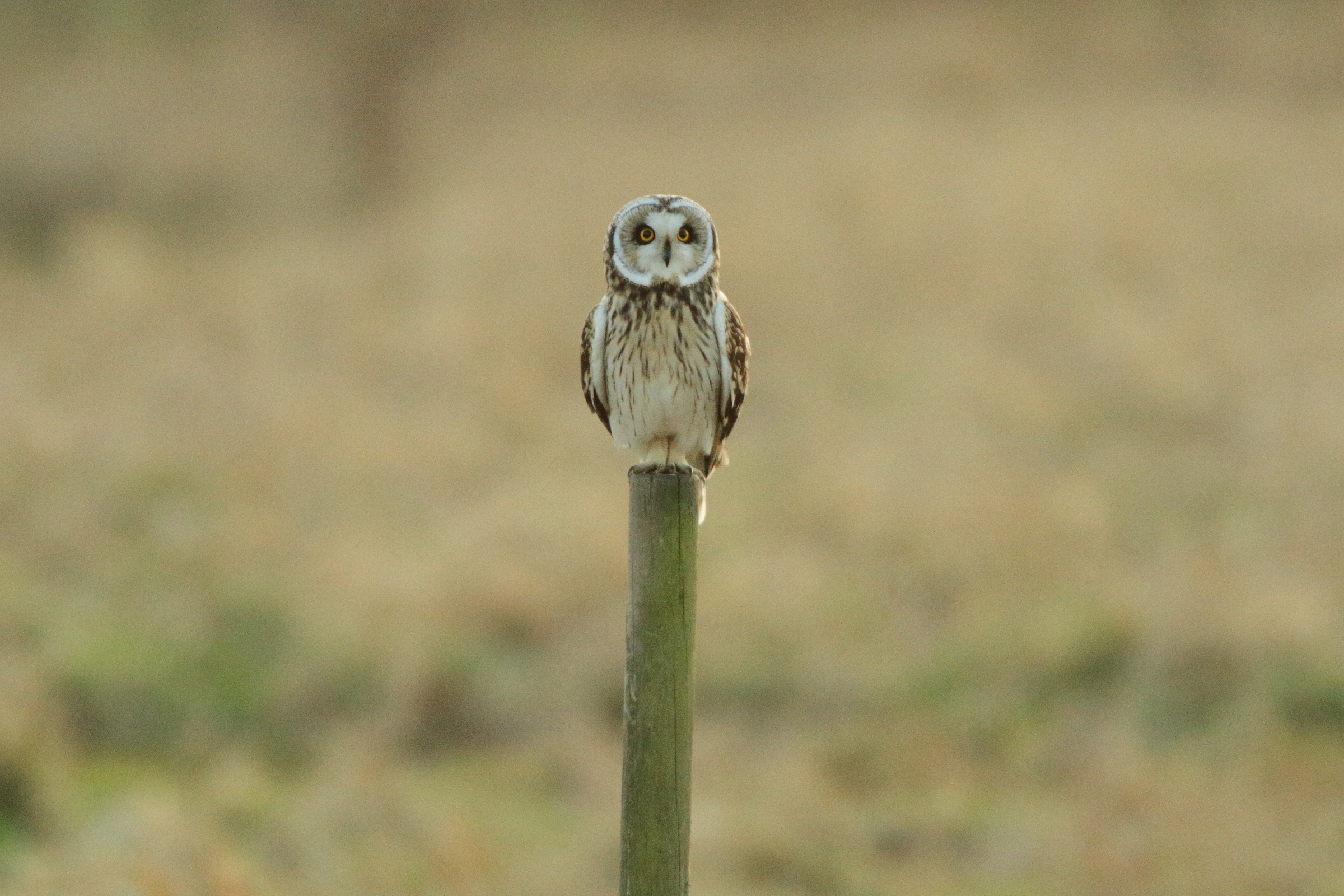 Short-eared Owl. Papercourt Fields, Surrey, 13 January 2011 © Neil G. Morris.