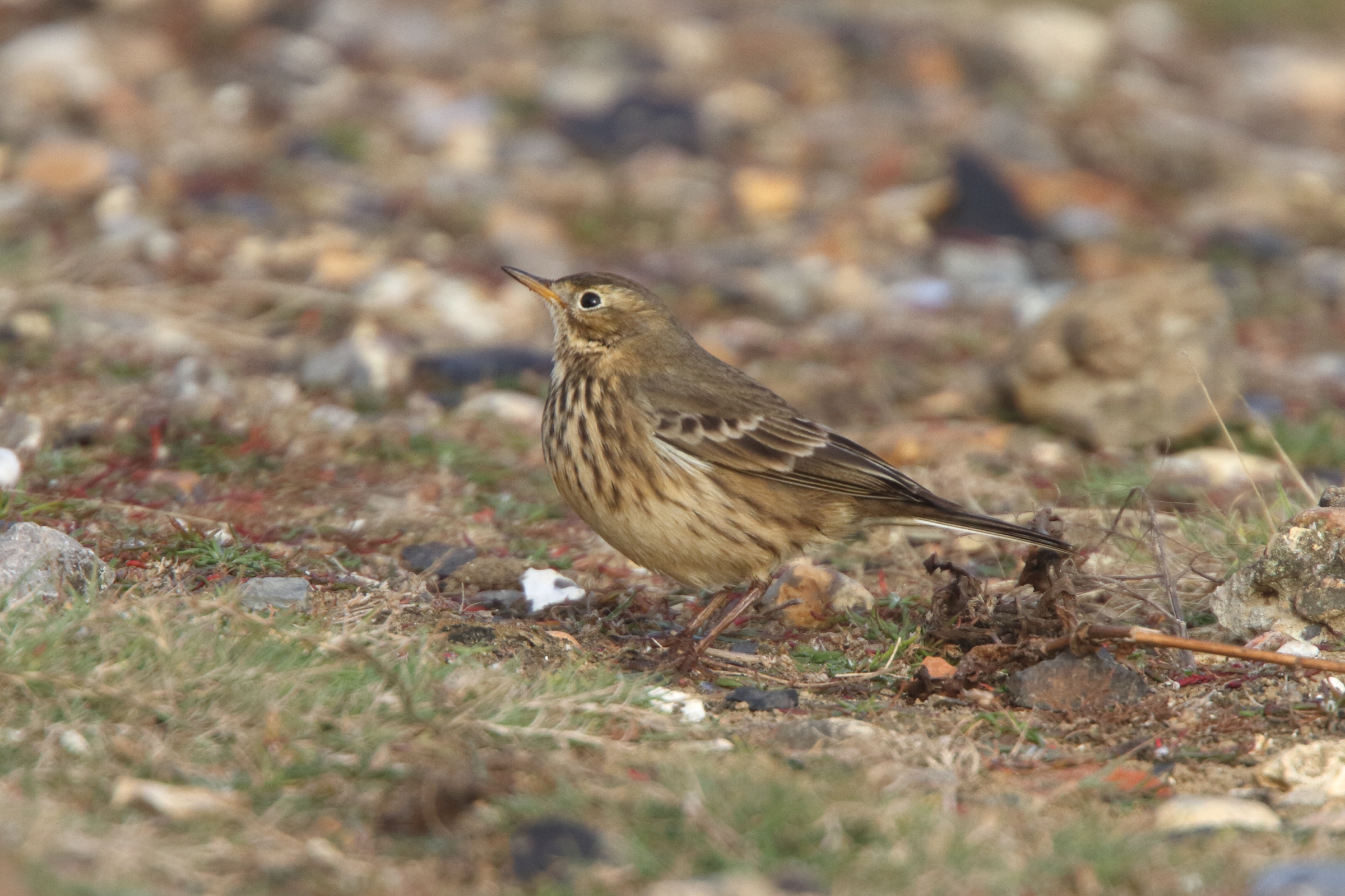 Buff-bellied Pipit. Newhaven, East Sussex, 09 October 2011 © Neil G. Morris.