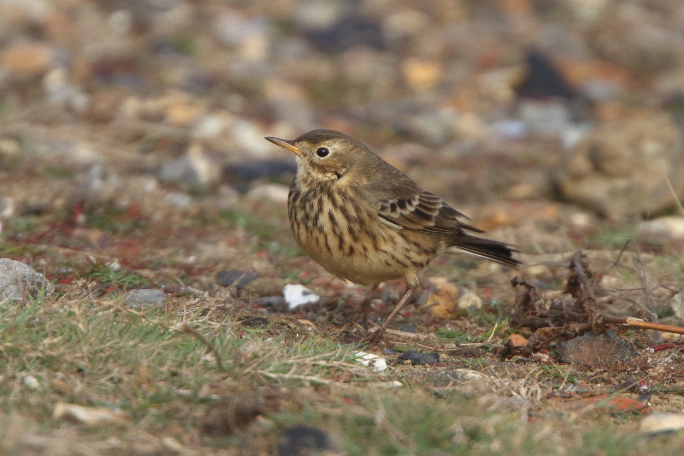 Buff-bellied Pipit. Newhaven, East Sussex, 09 October 2011 © Neil G. Morris.
