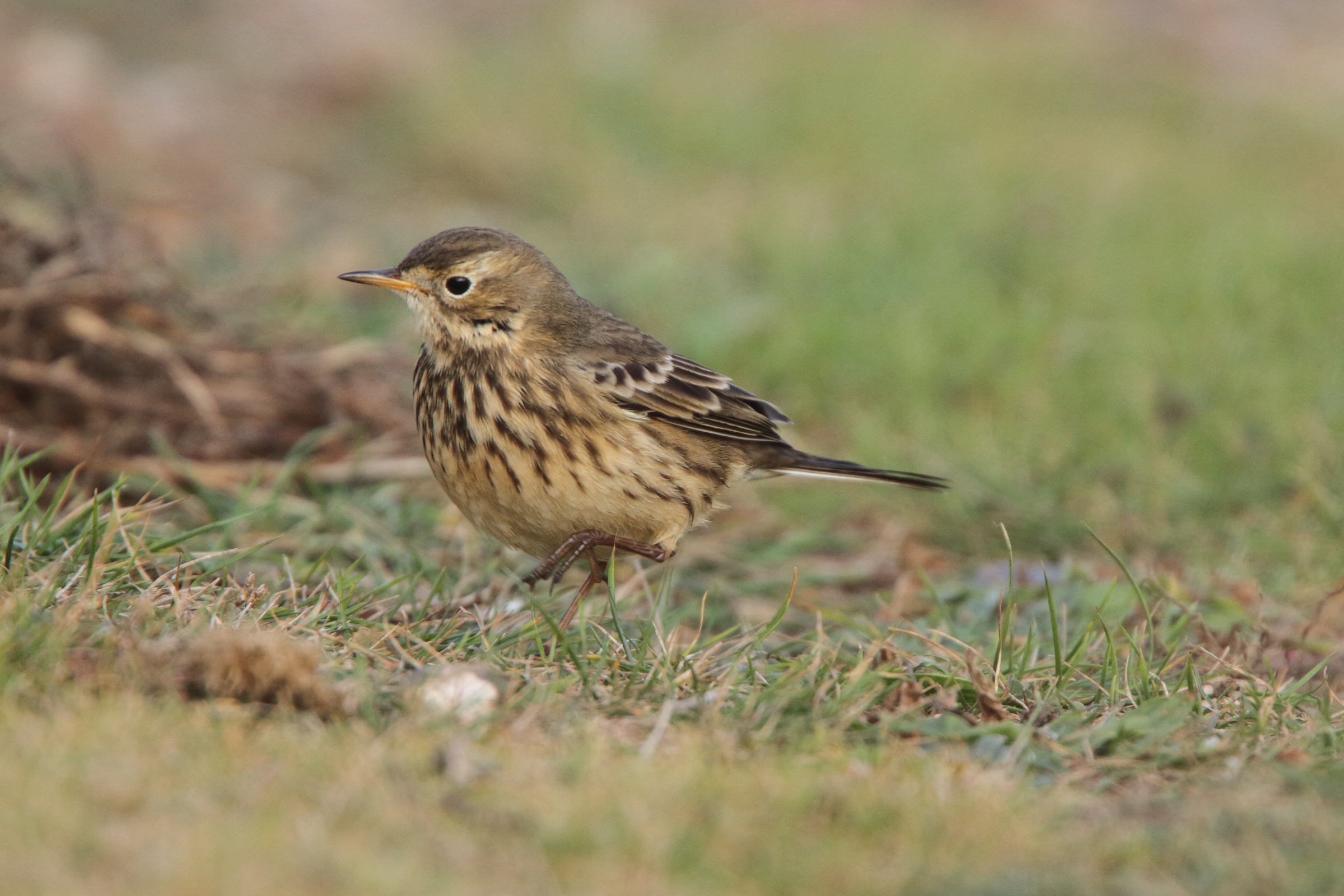 Buff-bellied Pipit. Newhaven, East Sussex, 09 October 2011 © Neil G. Morris.
