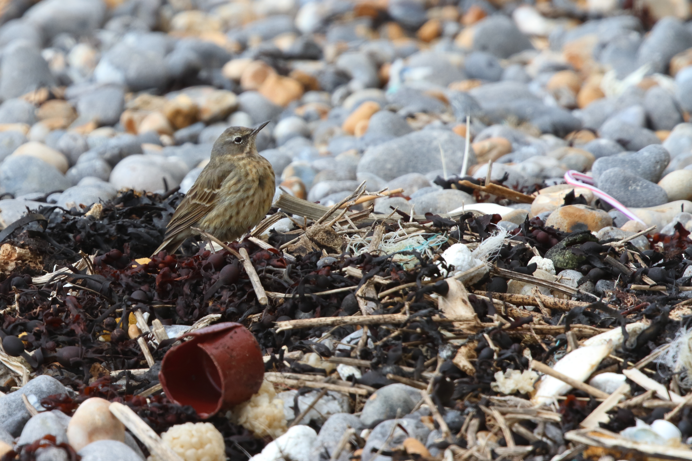 'Scandinavian' Rock Pipit. Newhaven, East Sussex, 15 April 2014 © Neil G. Morris.
