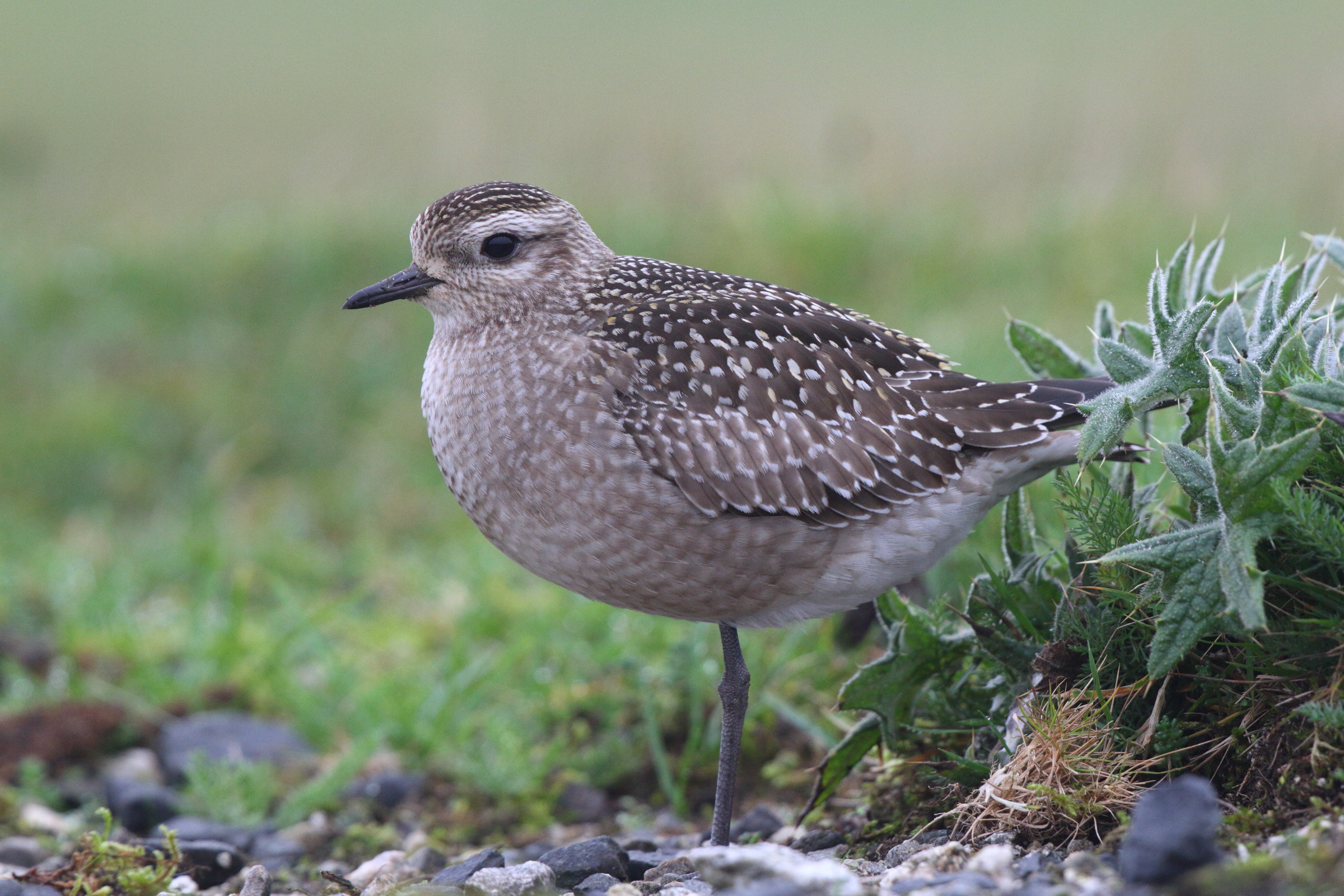 American Golden Plover. Davidstow, Cornwall, 28 October 2014 © Neil G. Morris.