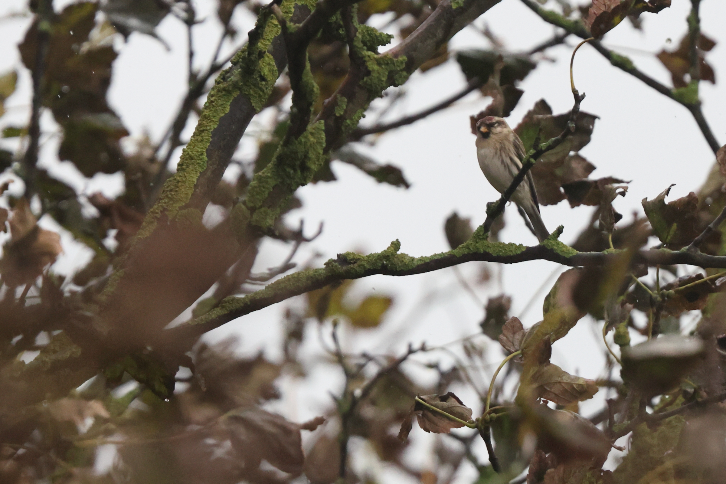 Common Redpoll. Filey, North Yorkshire, 27 October 2023 © Neil G. Morris.