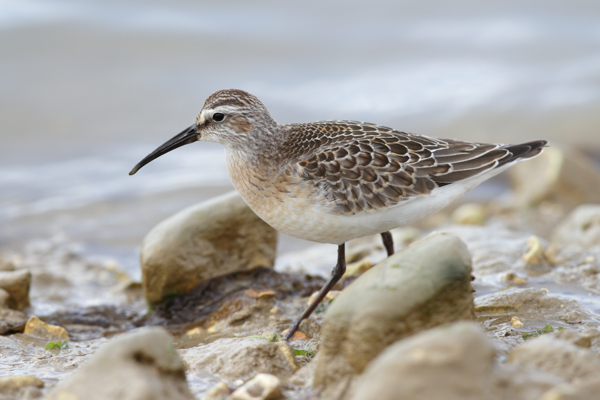 Curlew Sandpiper. Cuckmere Haven, East Sussex, 06 September 2013 © Neil G. Morris.