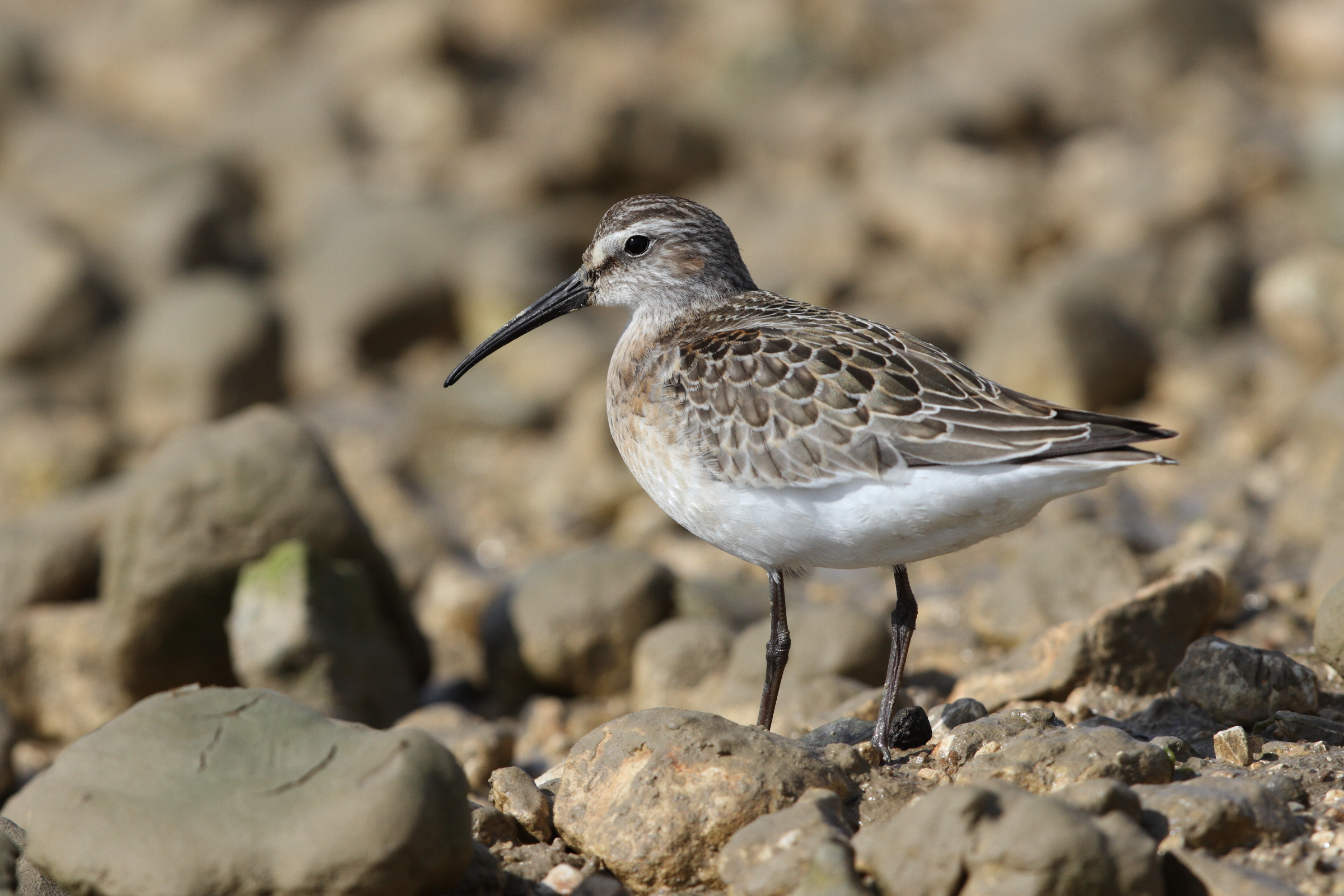 Curlew Sandpiper. Cuckmere Haven, East Sussex, 06 September 2013 © Neil G. Morris.