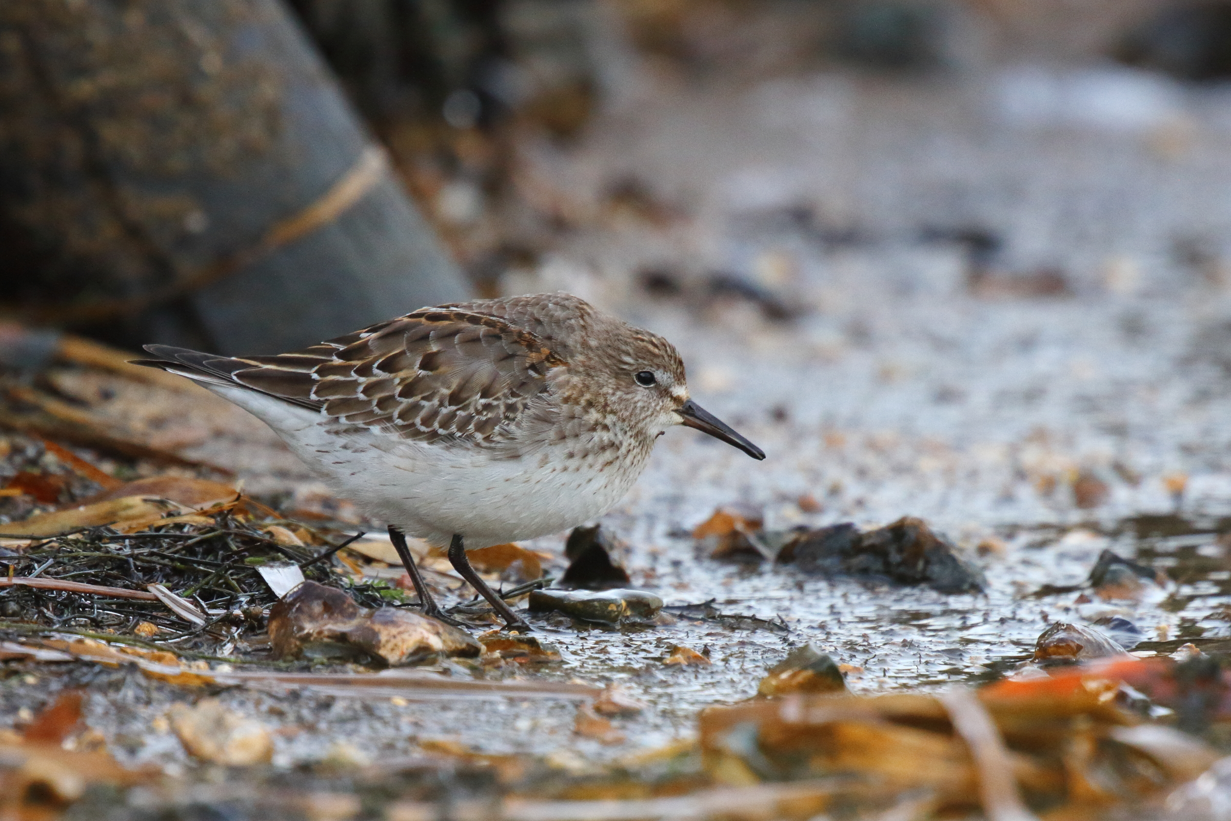 White-rumped Sandpiper. Blashford Lakes, Dorset, 04 December 2012 © Neil G. Morris.
