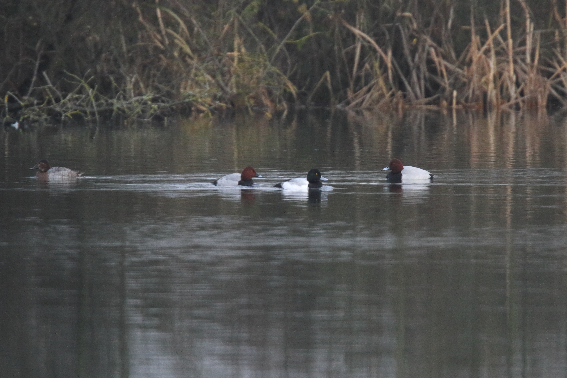 Greater Scaup. Pingewood, Buckinghamshire, 11 December 2009 © Neil G. Morris.