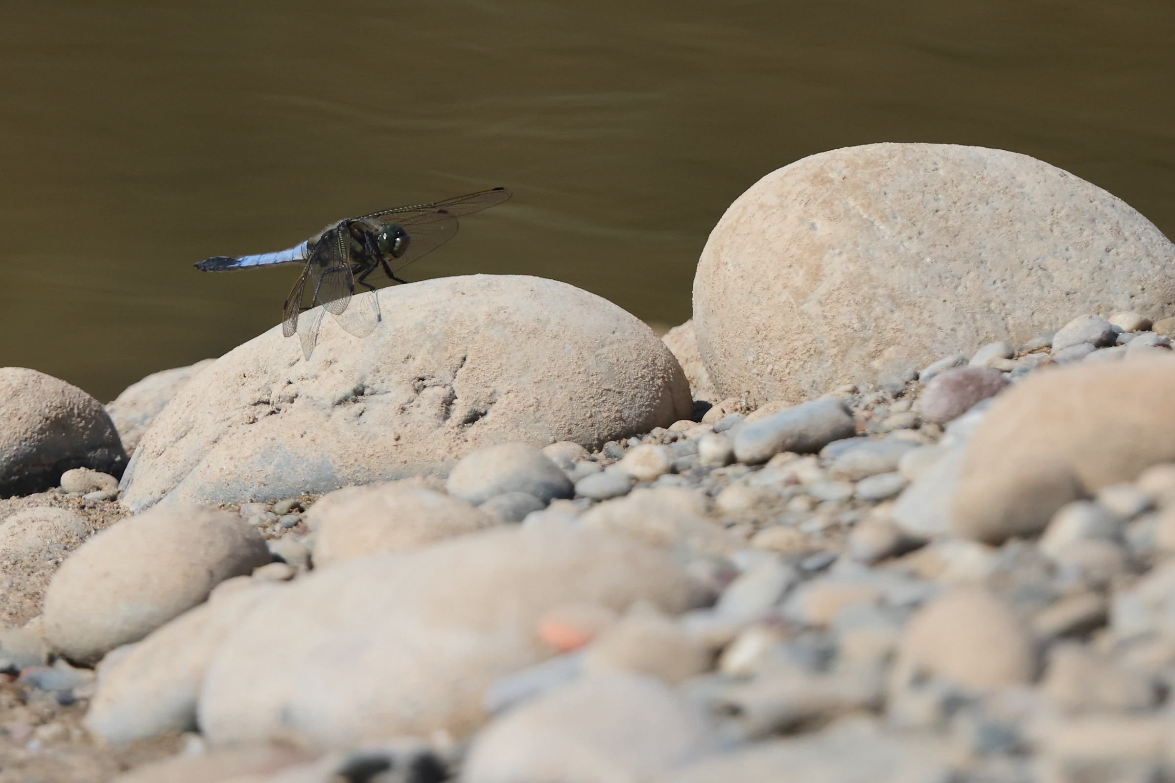 Black-tailed Skimmer. Manx BirdLife Point of Ayre National Reserve, Ellan Vannin, 13 June 2023 © Neil G. Morris.