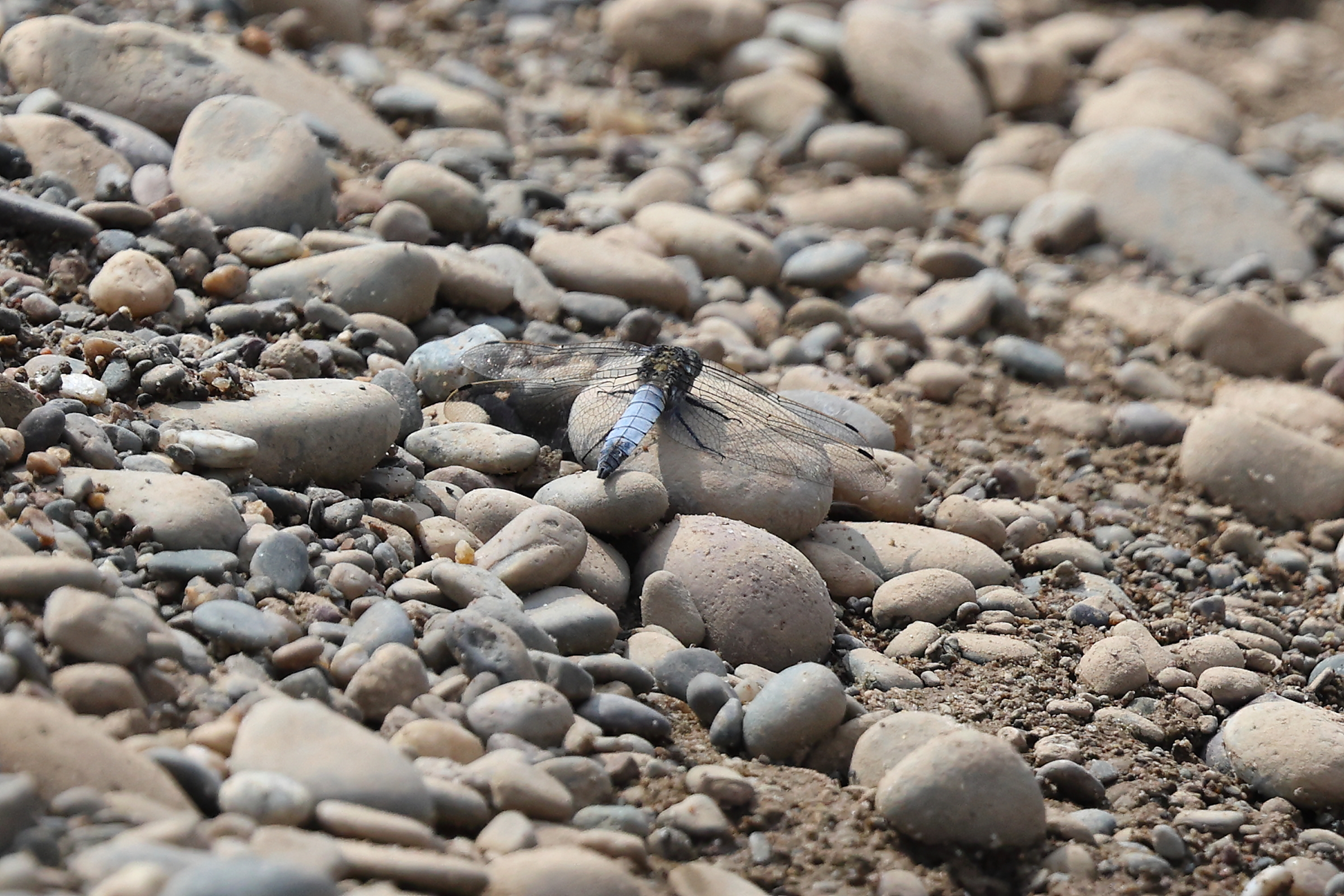 Black-tailed Skimmer. Manx BirdLife Point of Ayre National Reserve, Ellan Vannin, 18 June 2023 © Neil G. Morris.