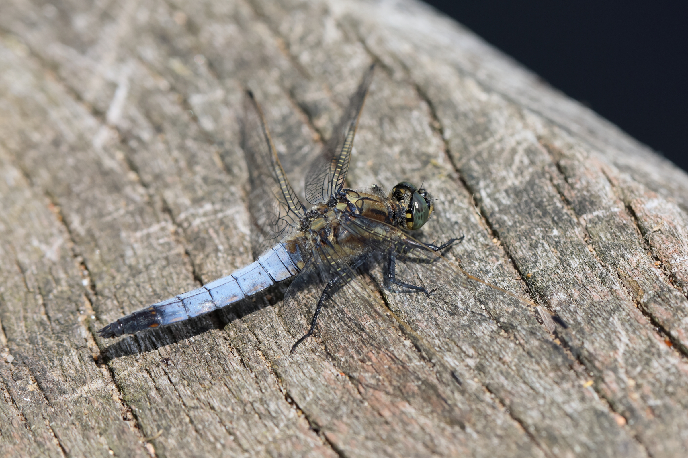 Black-tailed Skimmer. Selbrigg Pond, Norfolk, 16 June 2025 © Neil G. Morris.