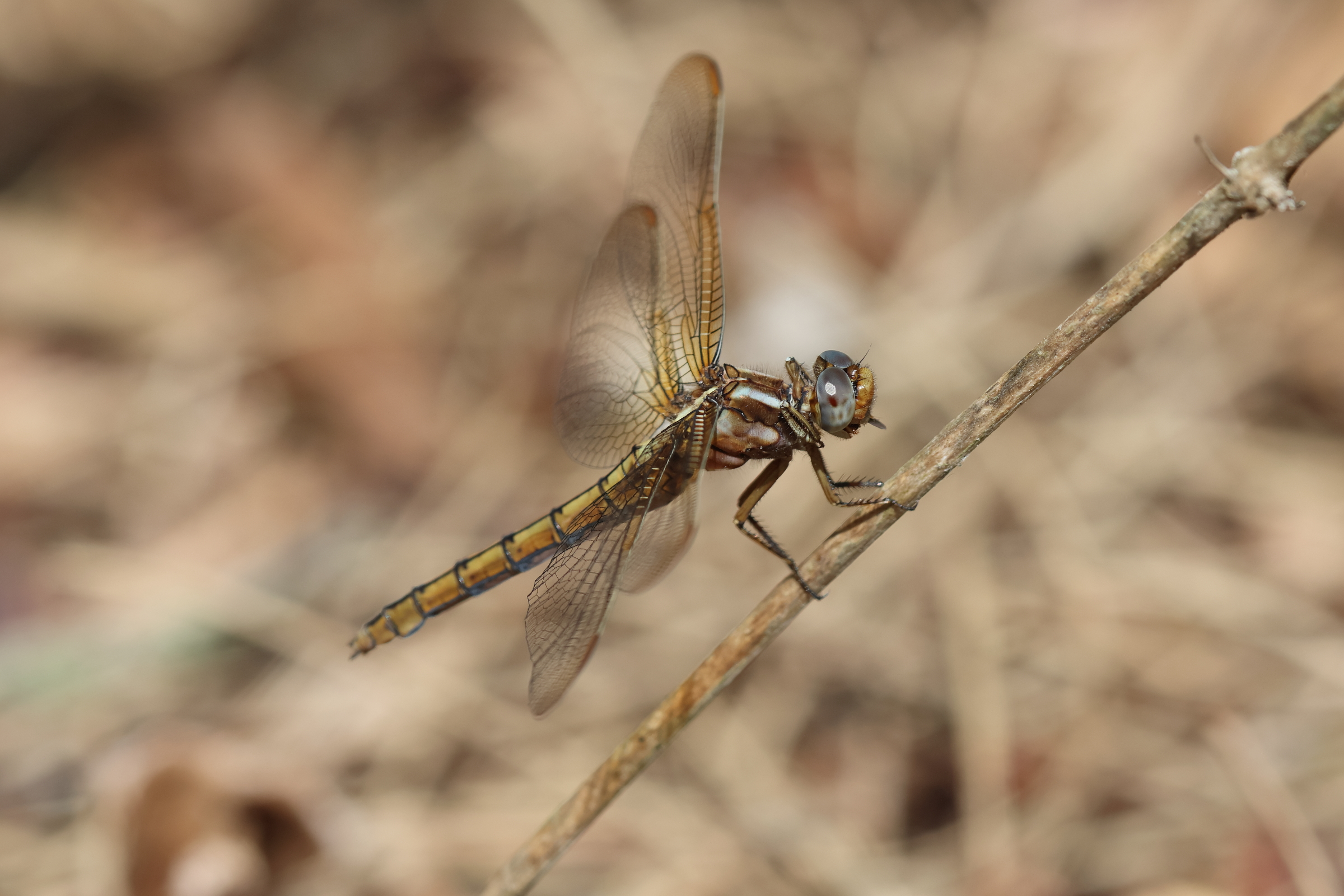 Keeled Skimmer. Holt CP, Norfolk, 22 June 2025 © Neil G. Morris.