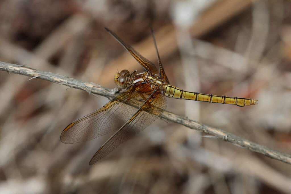 Keeled Skimmer. Holt CP, Norfolk, 24 June 2025 © Neil G. Morris.