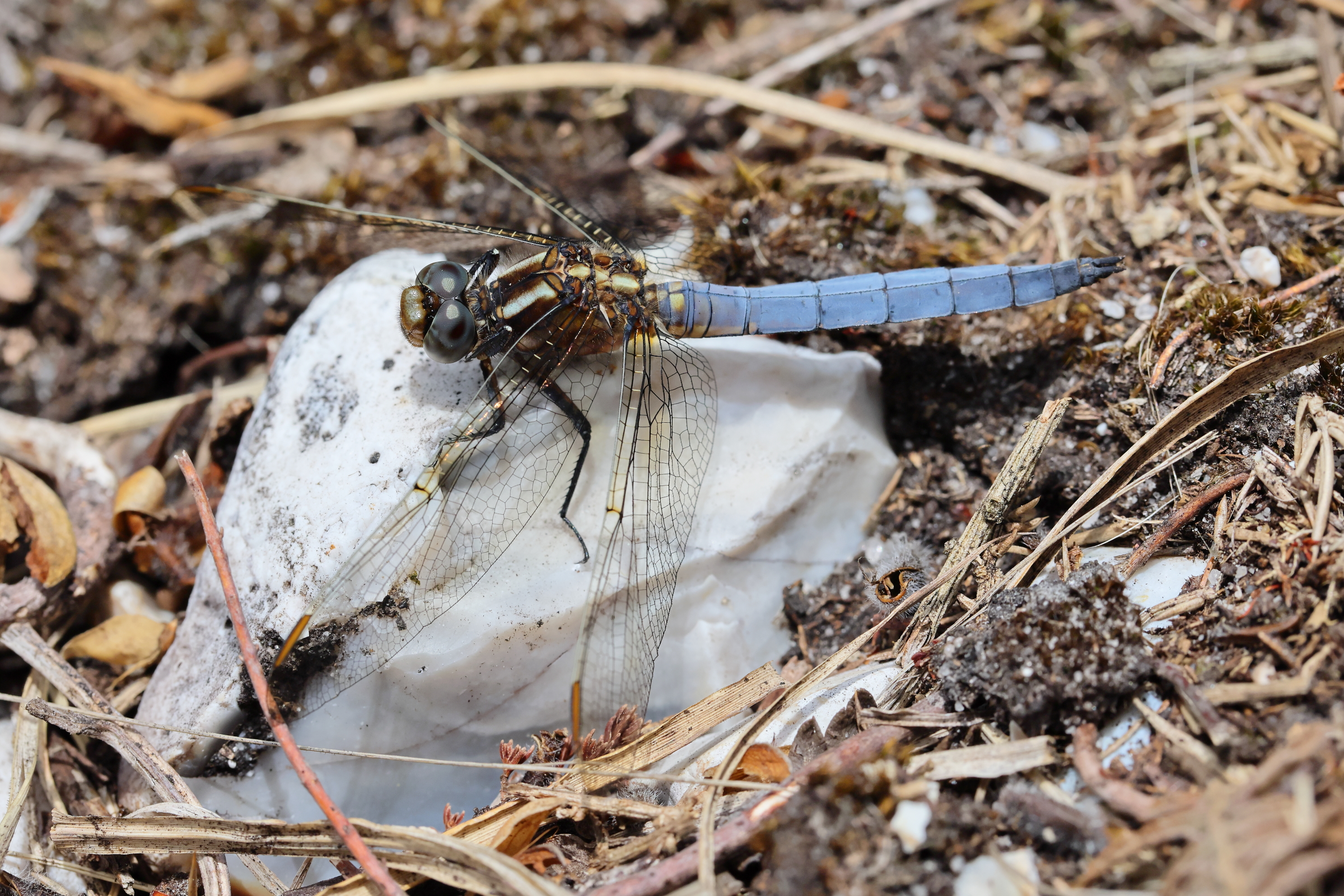 Keeled Skimmer. Holt CP, Norfolk, 26 June 2025 © Neil G. Morris.
