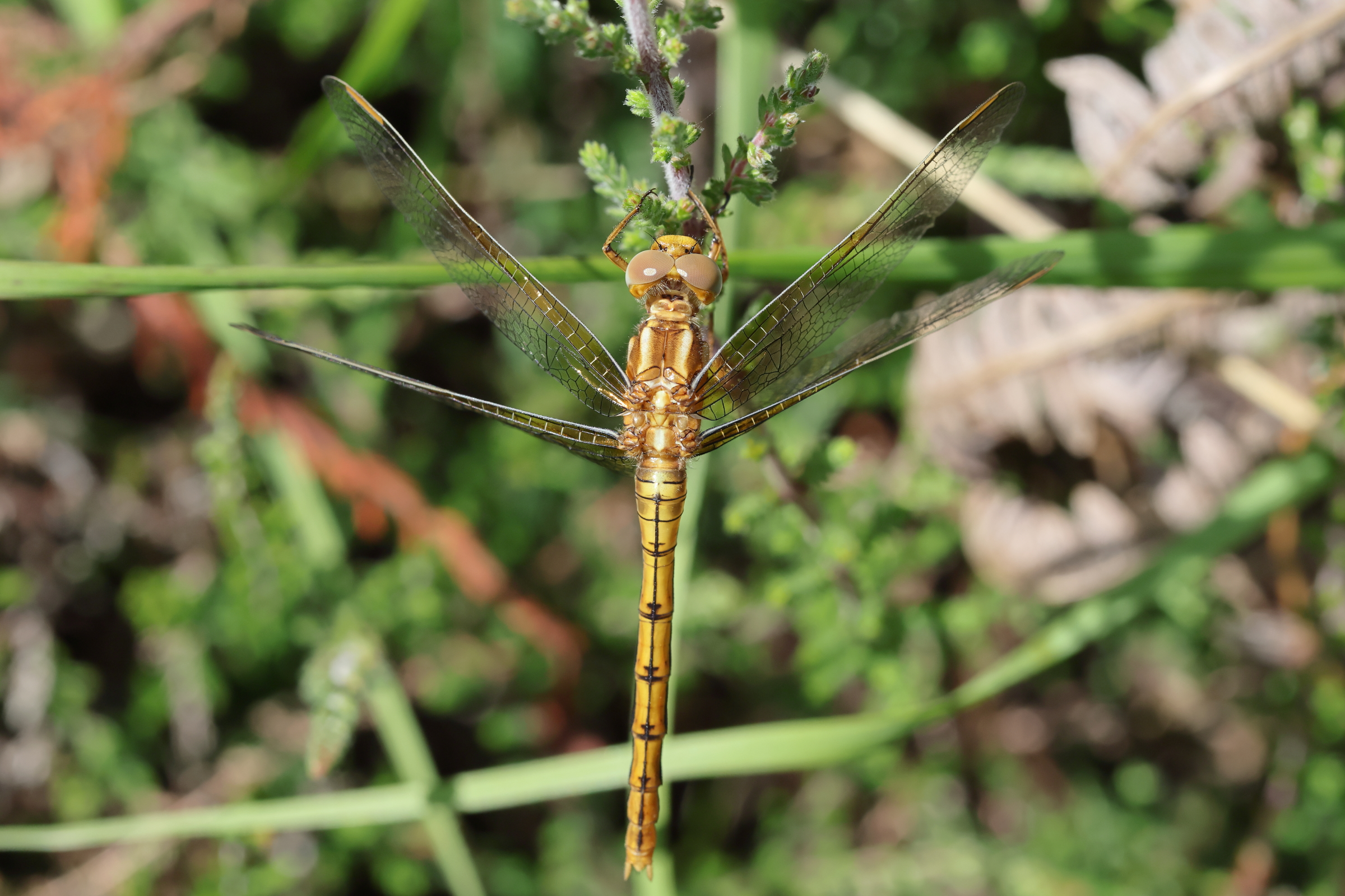Keeled Skimmer. Holt CP, Norfolk, 04 July 2025 © Neil G. Morris.