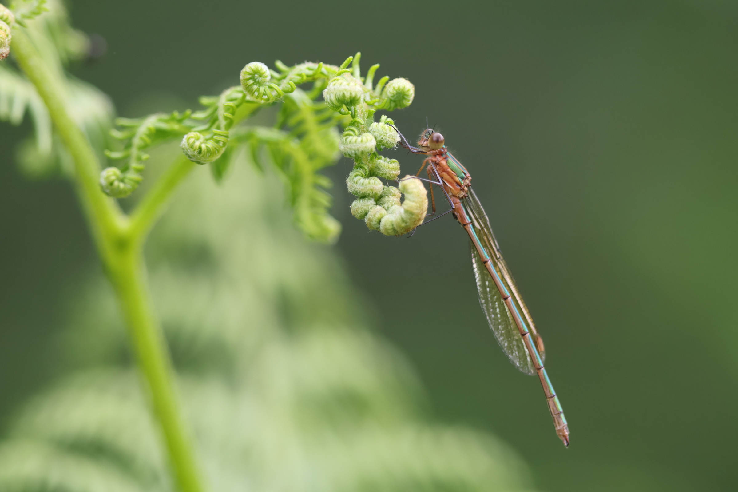 Common Spreadwing. Whixall Moss, Shropshire, 10 June 2026 © Neil G. Morris.