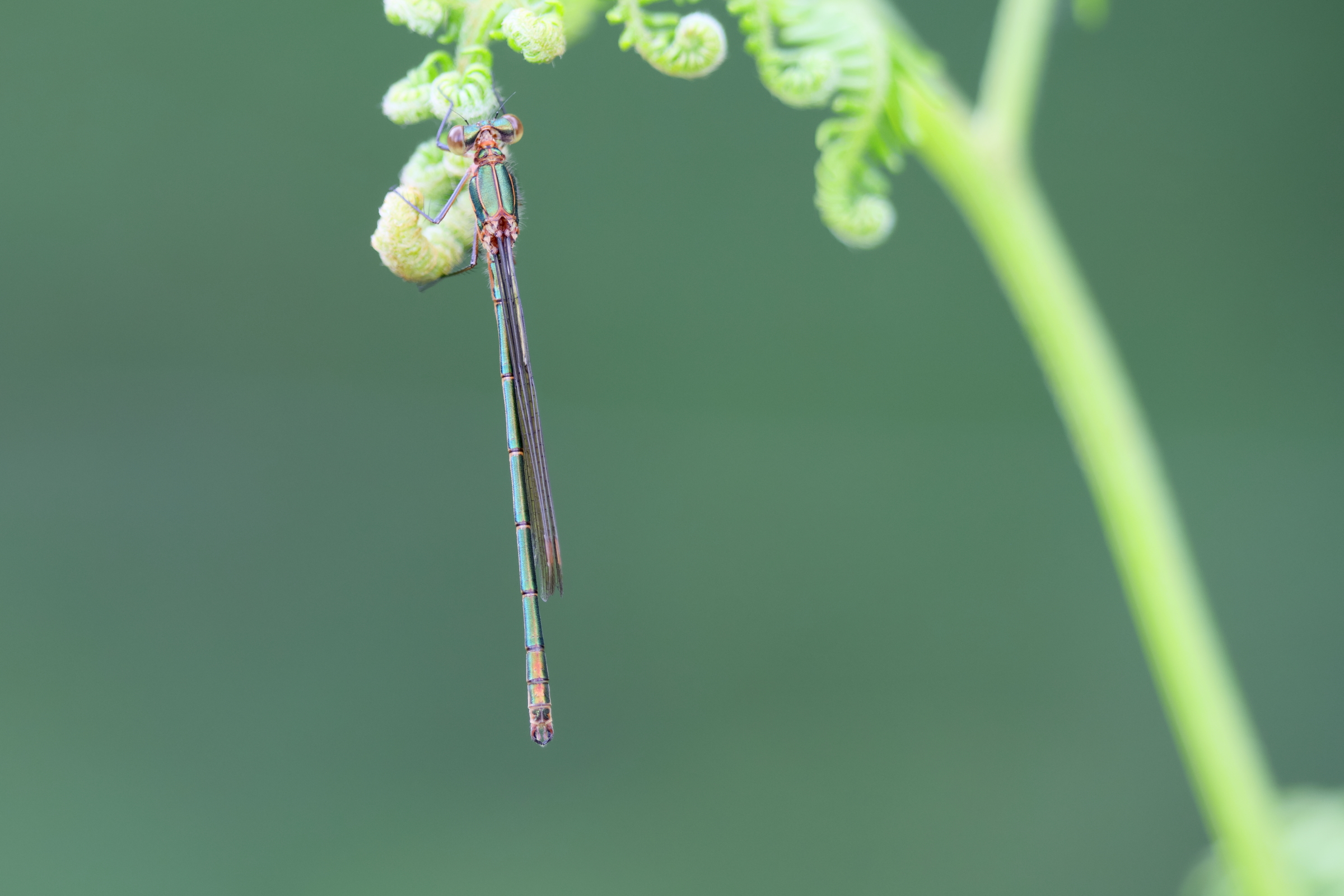 Common Spreadwing. Whixall Moss, Shropshire, 10 June 2026 © Neil G. Morris.