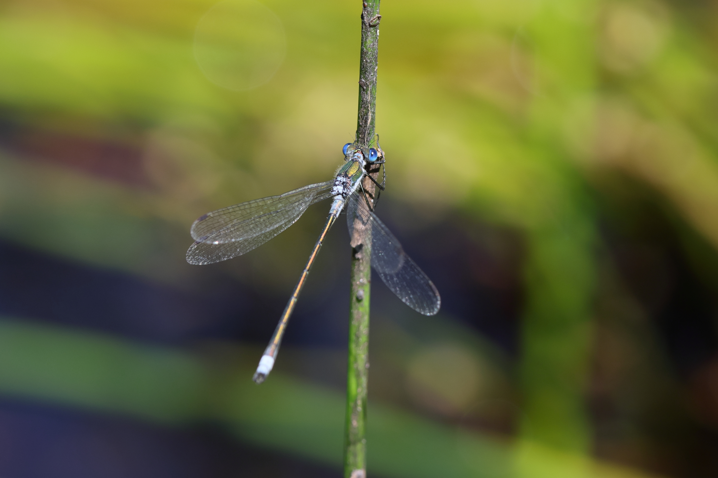 Common Spreadwing. Kelling Heath, Norfolk, 25 July 2025 © Neil G. Morris.