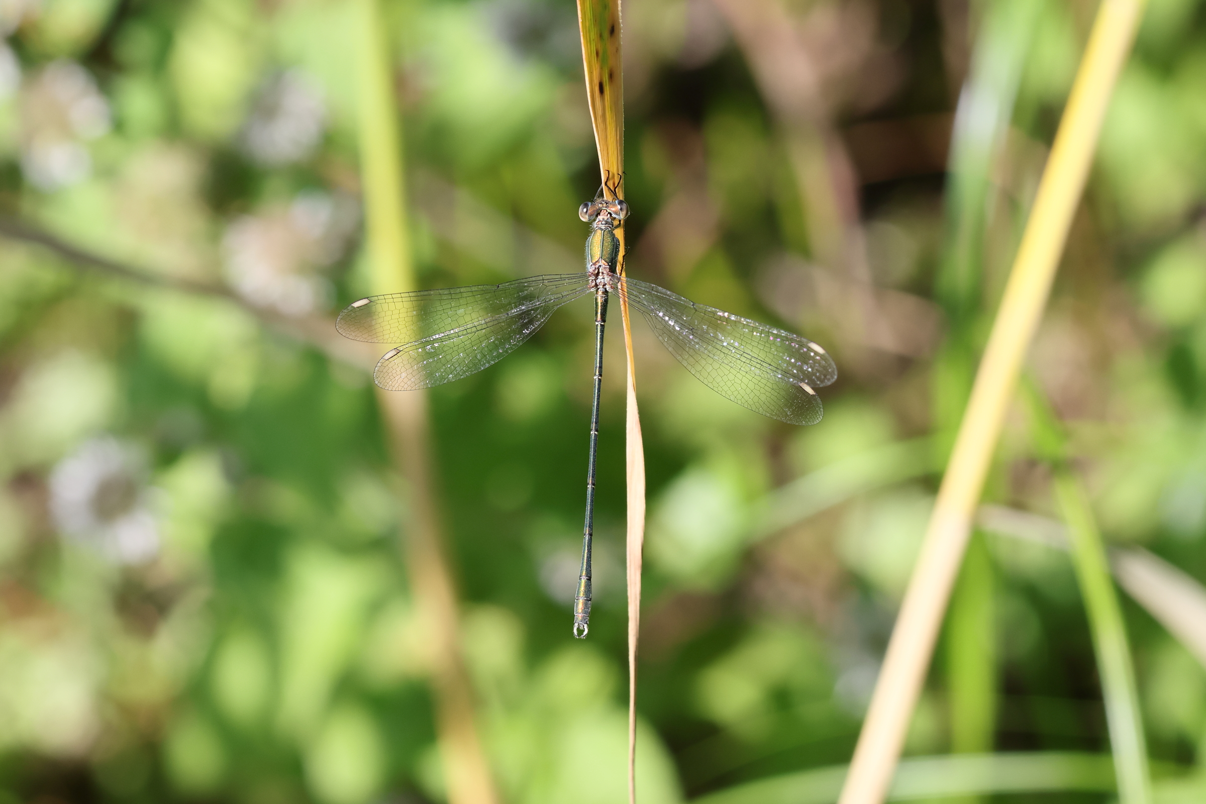 Western Willow Spreadwing. Beeston Common, Norfolk, 12 August 2025 © Neil G. Morris.