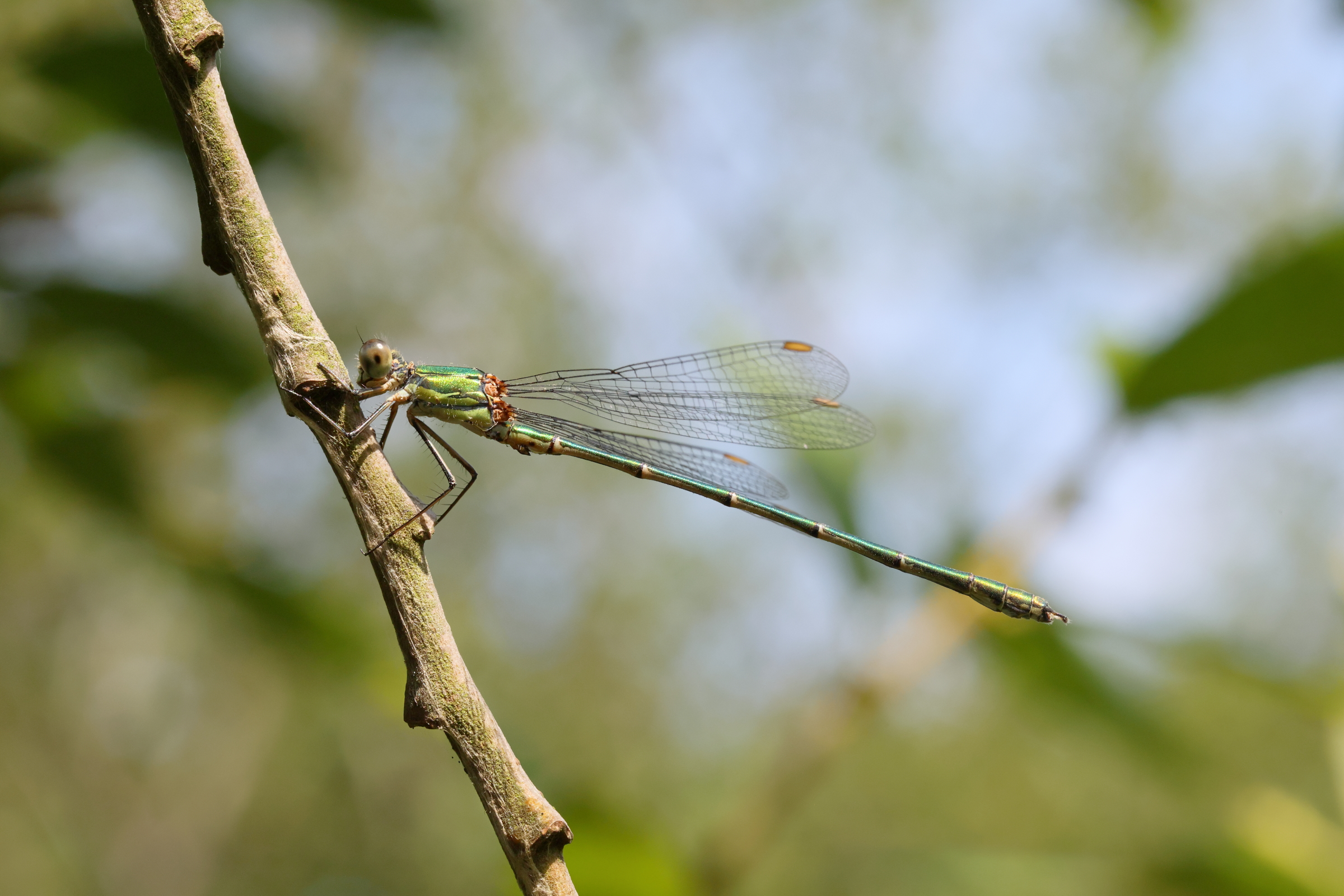 Western Willow Spreadwing. Beeston Common, Norfolk, 12 August 2025 © Neil G. Morris.