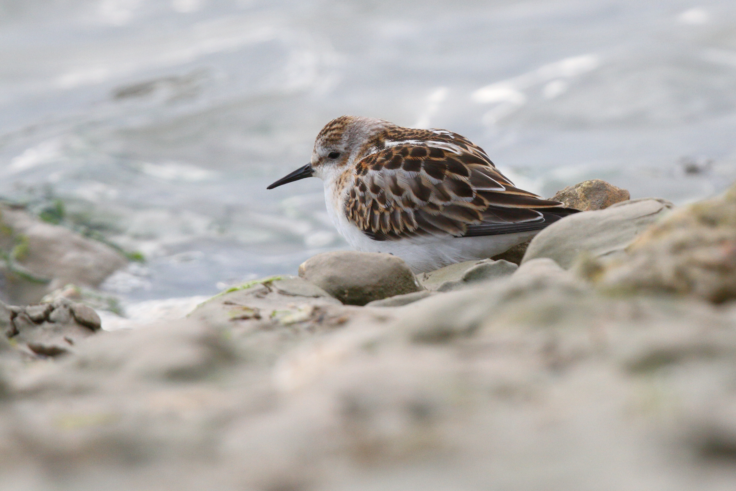 Little Stint. Cuckmere Haven, East Sussex, 09 September 2013 © Neil G. Morris.