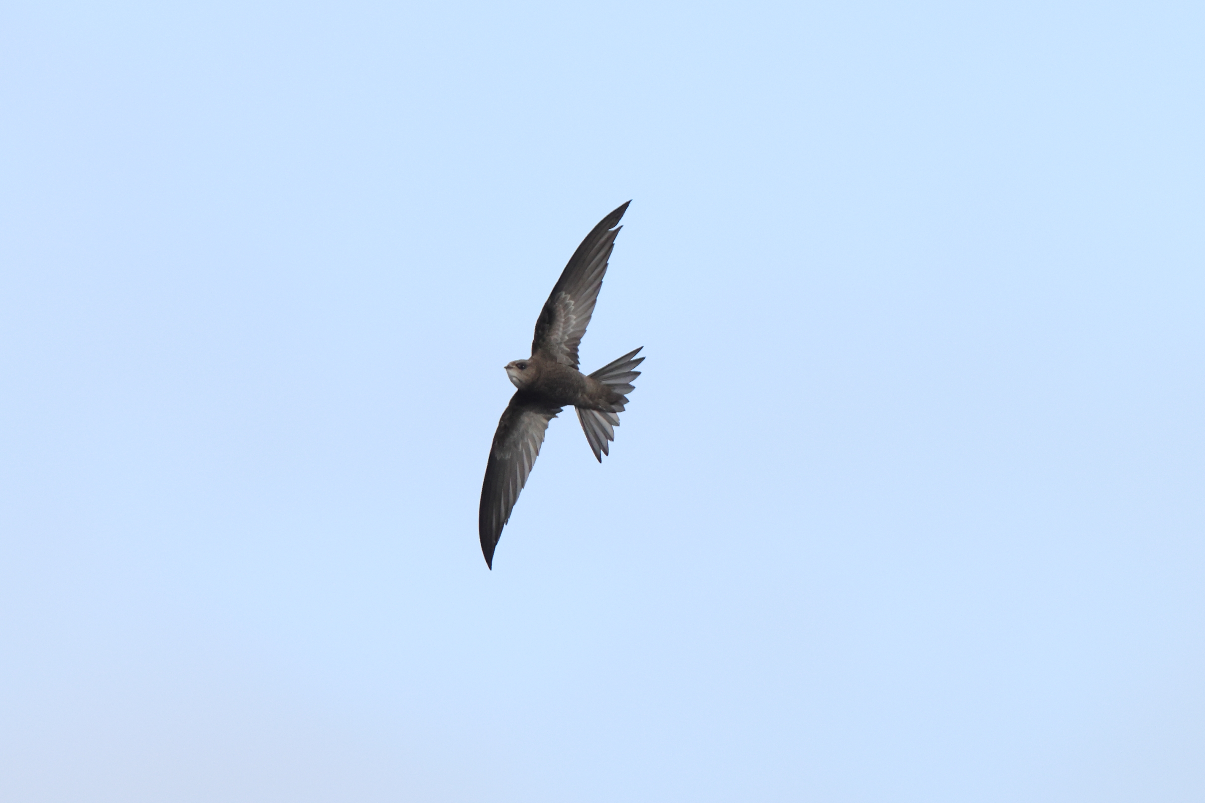 Pallid Swift. Flamborough Head, North Yorkshire, 29 October 2023 © Neil G. Morris.