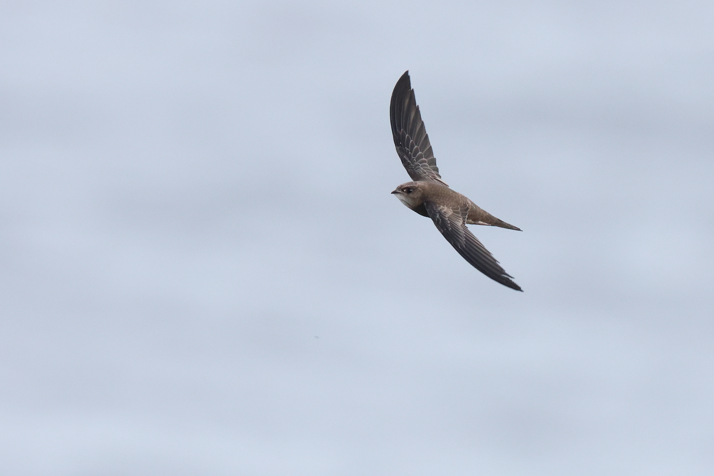 Pallid Swift. Flamborough Head, North Yorkshire, 29 October 2023 © Neil G. Morris.