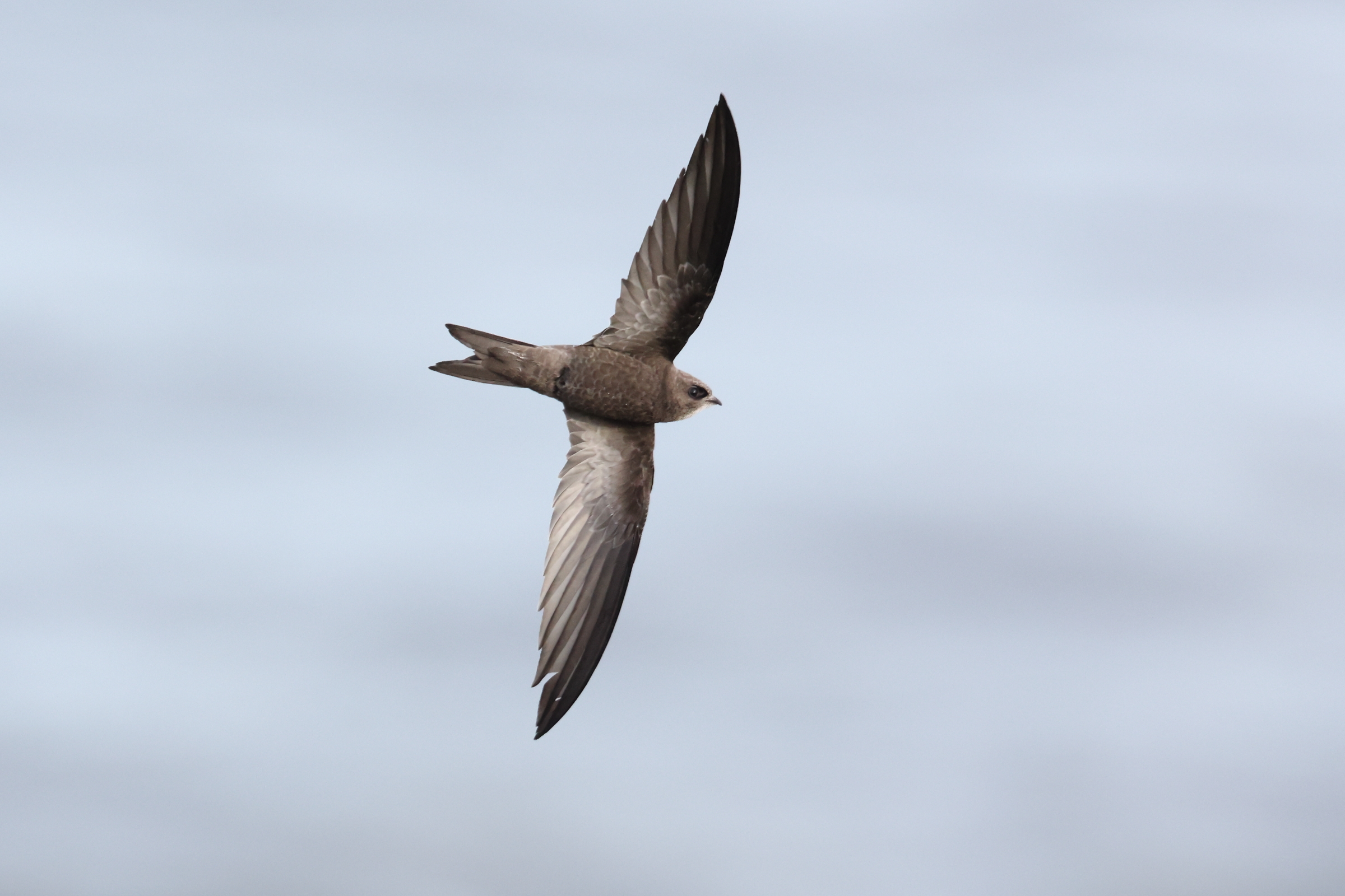 Pallid Swift. Flamborough Head, North Yorkshire, 29 October 2023 © Neil G. Morris.