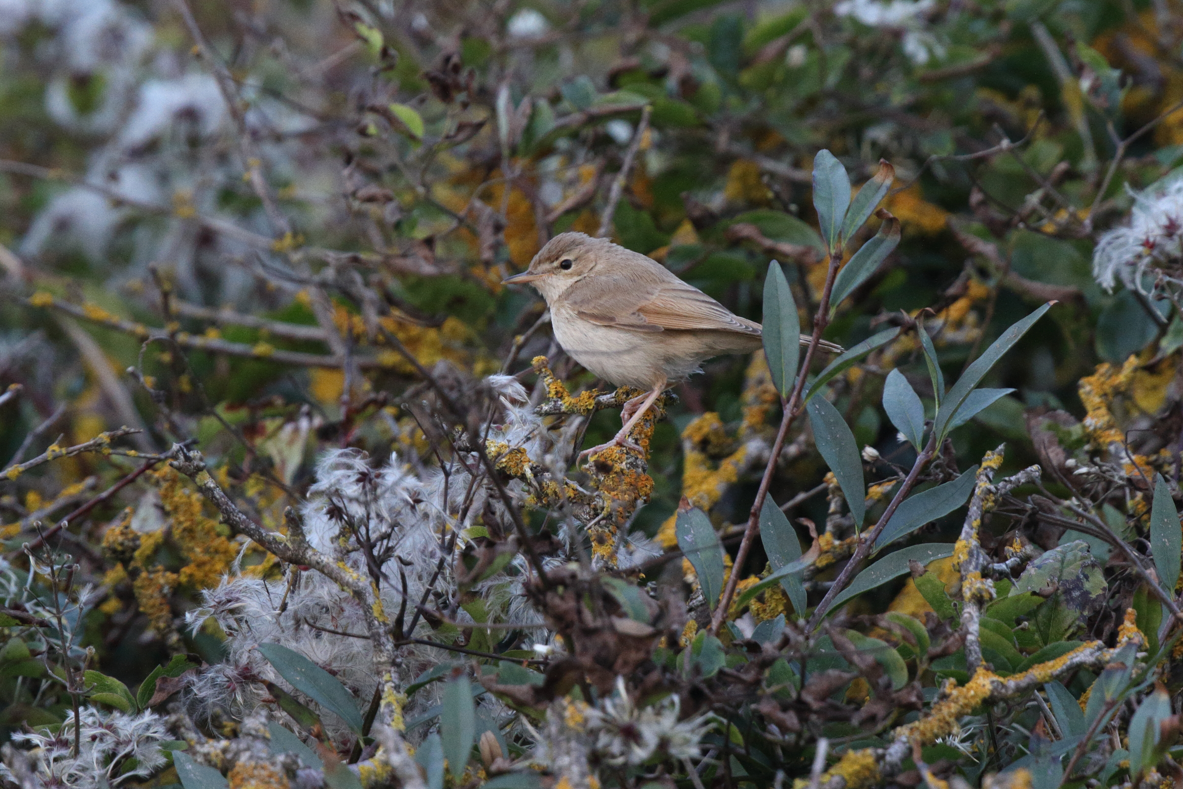 Booted Warbler. Hope Gap, East Sussex, 30 September 2013 © Neil G. Morris.