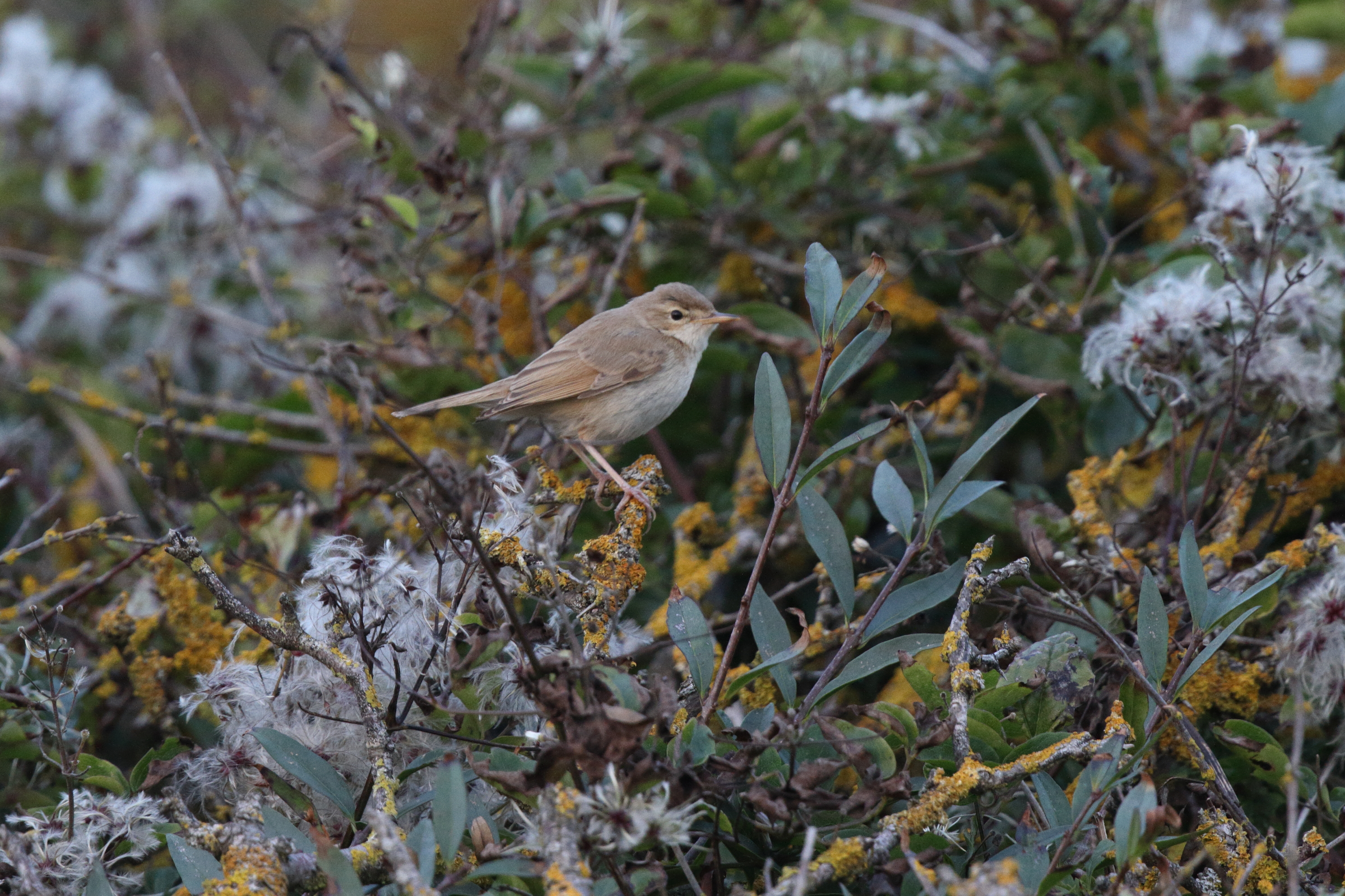 Booted Warbler. Hope Gap, East Sussex, 30 September 2013 © Neil G. Morris.