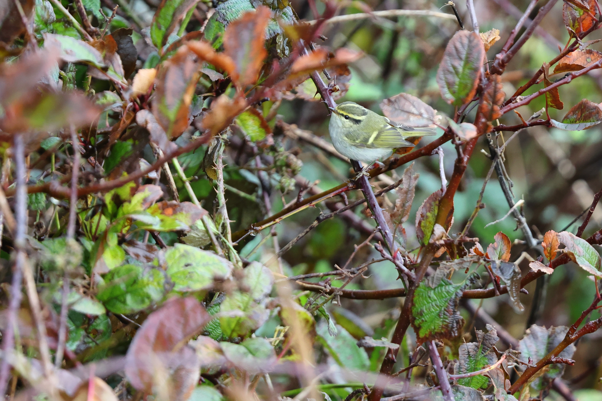 Pallas's Warbler. Flamborough Head, North Yorkshire, 29 October 2023 © Neil G. Morris.