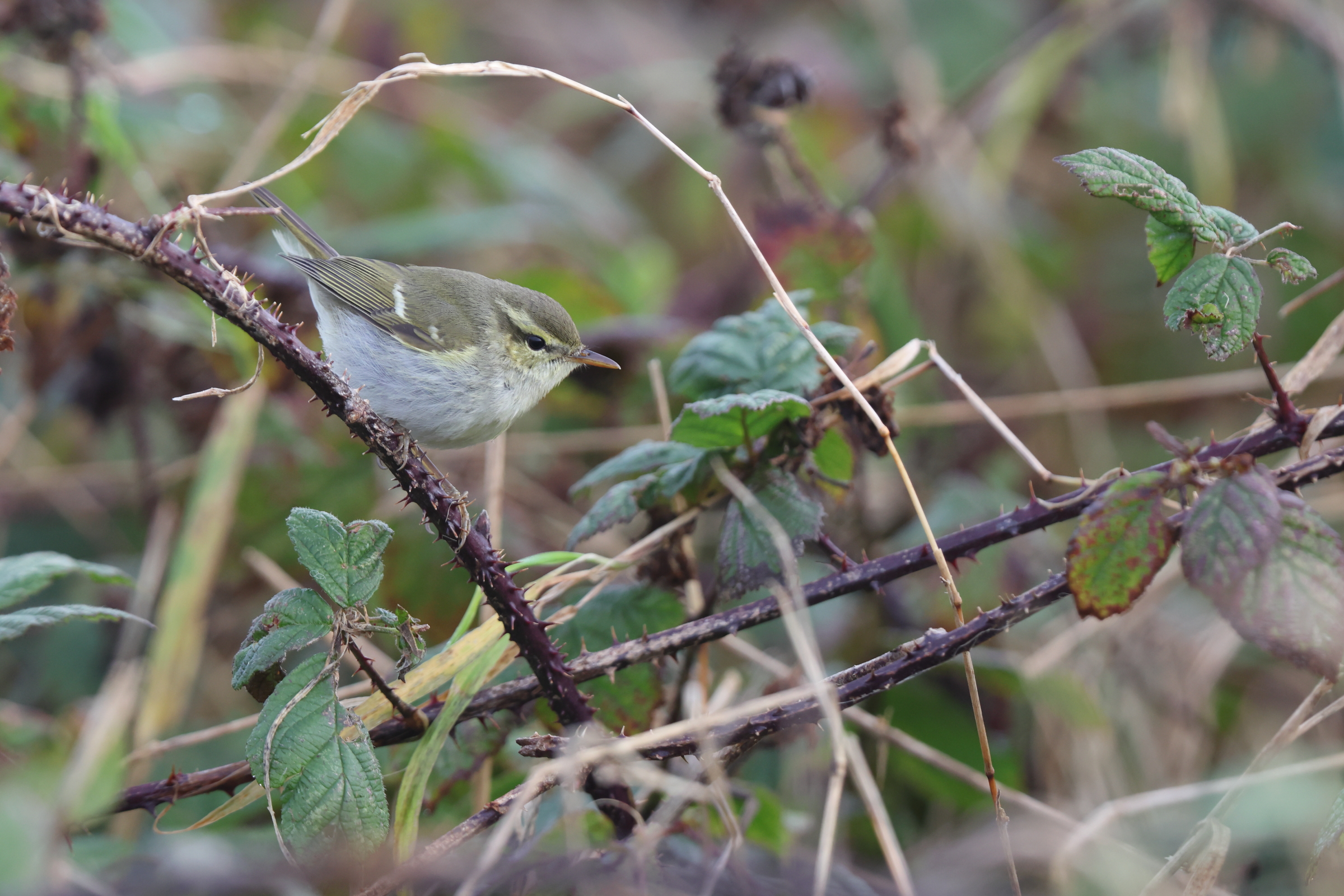 Two-barred Greenish Warbler. Flamborough Head, North Yorkshire, 28 October 2023 © Neil G. Morris.