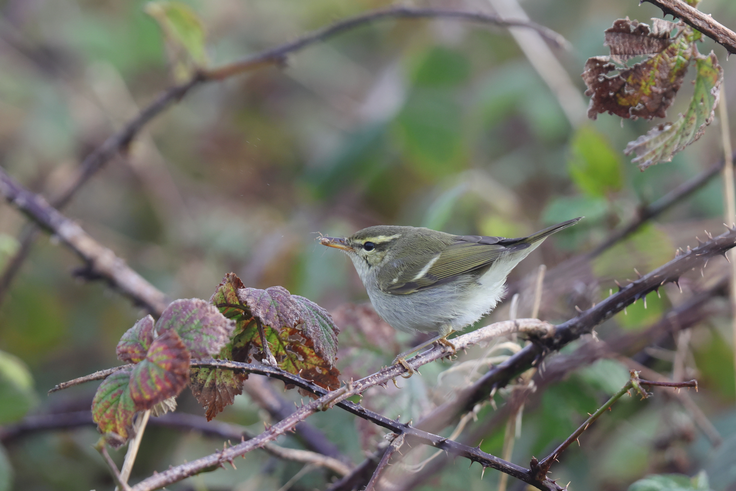 Two-barred Greenish Warbler. Flamborough Head, North Yorkshire, 28 October 2023 © Neil G. Morris.