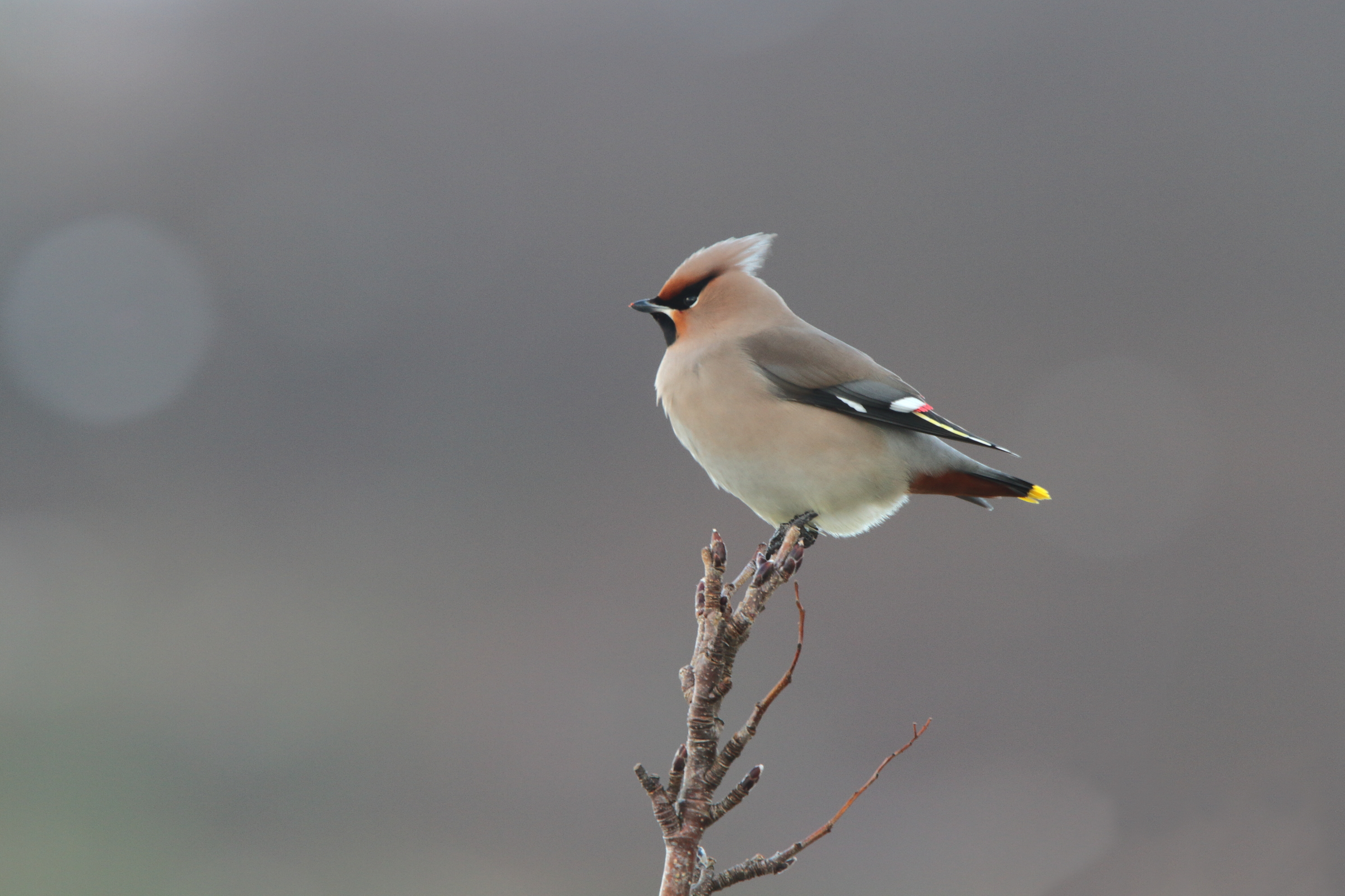 Bohemian Waxwing. Highland, Scotland, 09 January 2011 © Neil G. Morris.