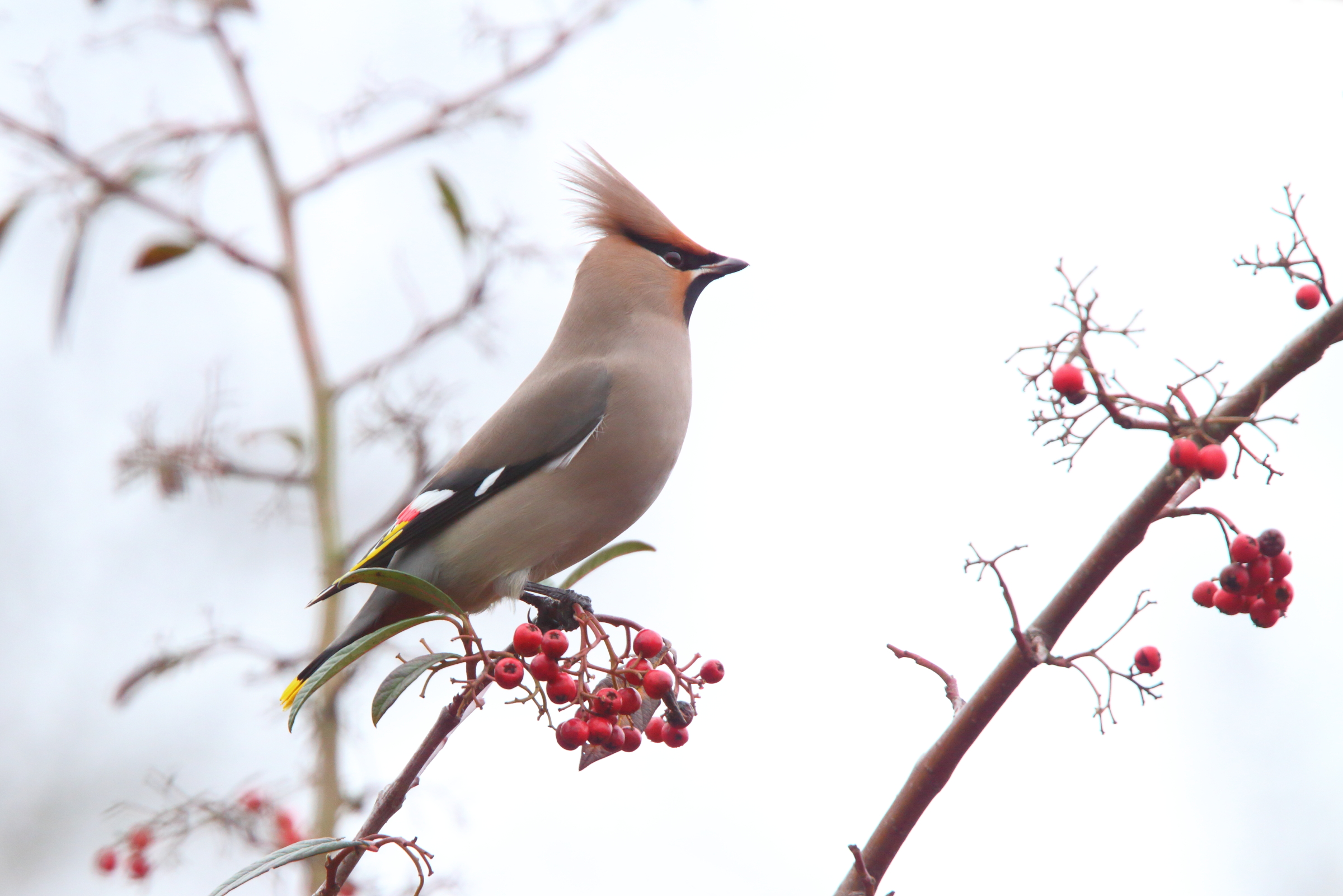 Bohemian Waxwing. Camberley, Surrey, 23 January 2011 © Neil G. Morris.