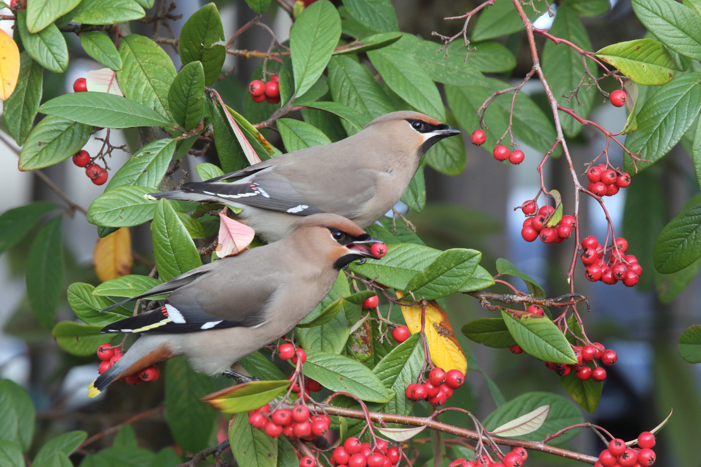 Bohemian Waxwing. Woking, Surrey, 04 March 2011 © Neil G. Morris.