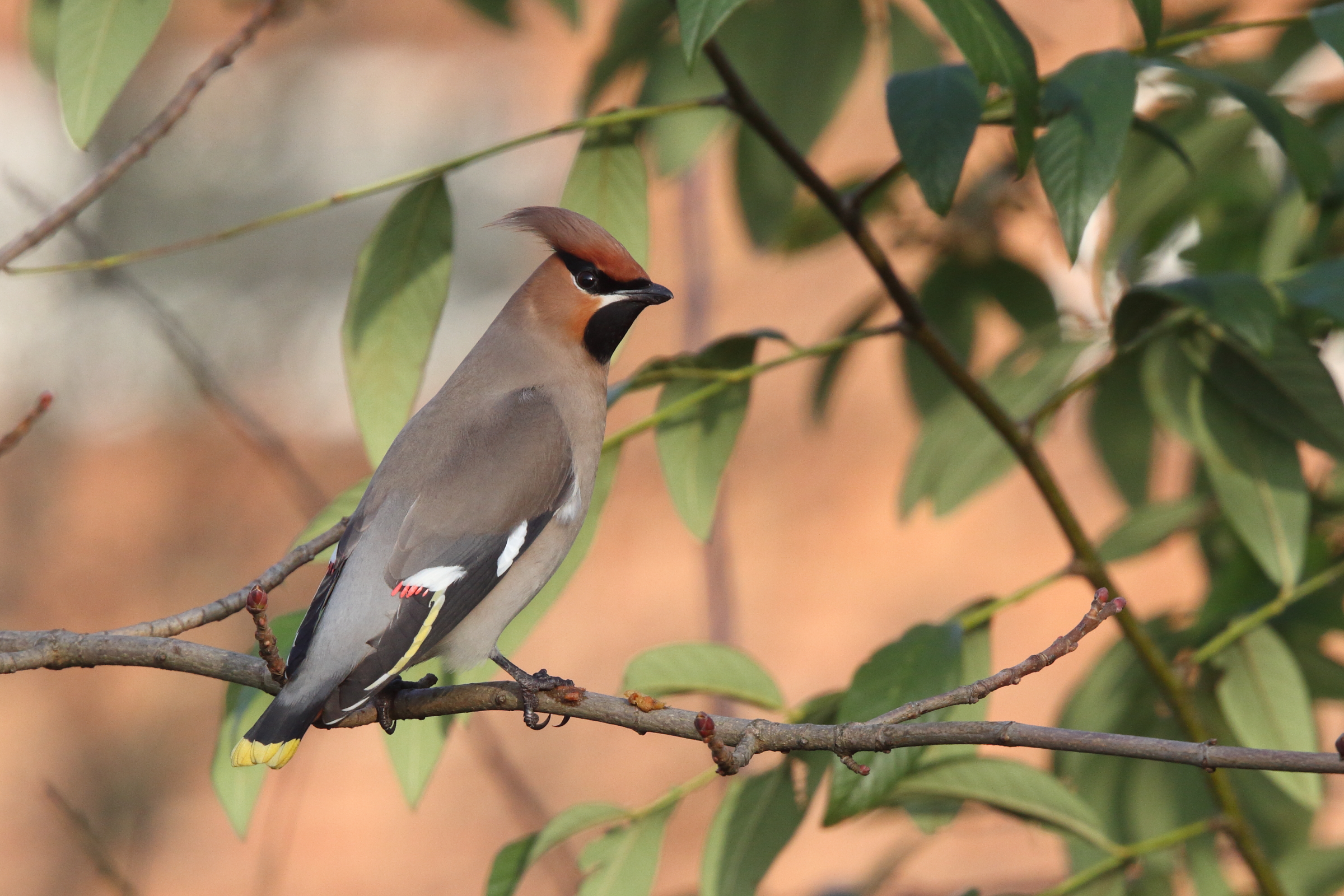 Bohemian Waxwing. Woking, Surrey, 04 March 2011 © Neil G. Morris.