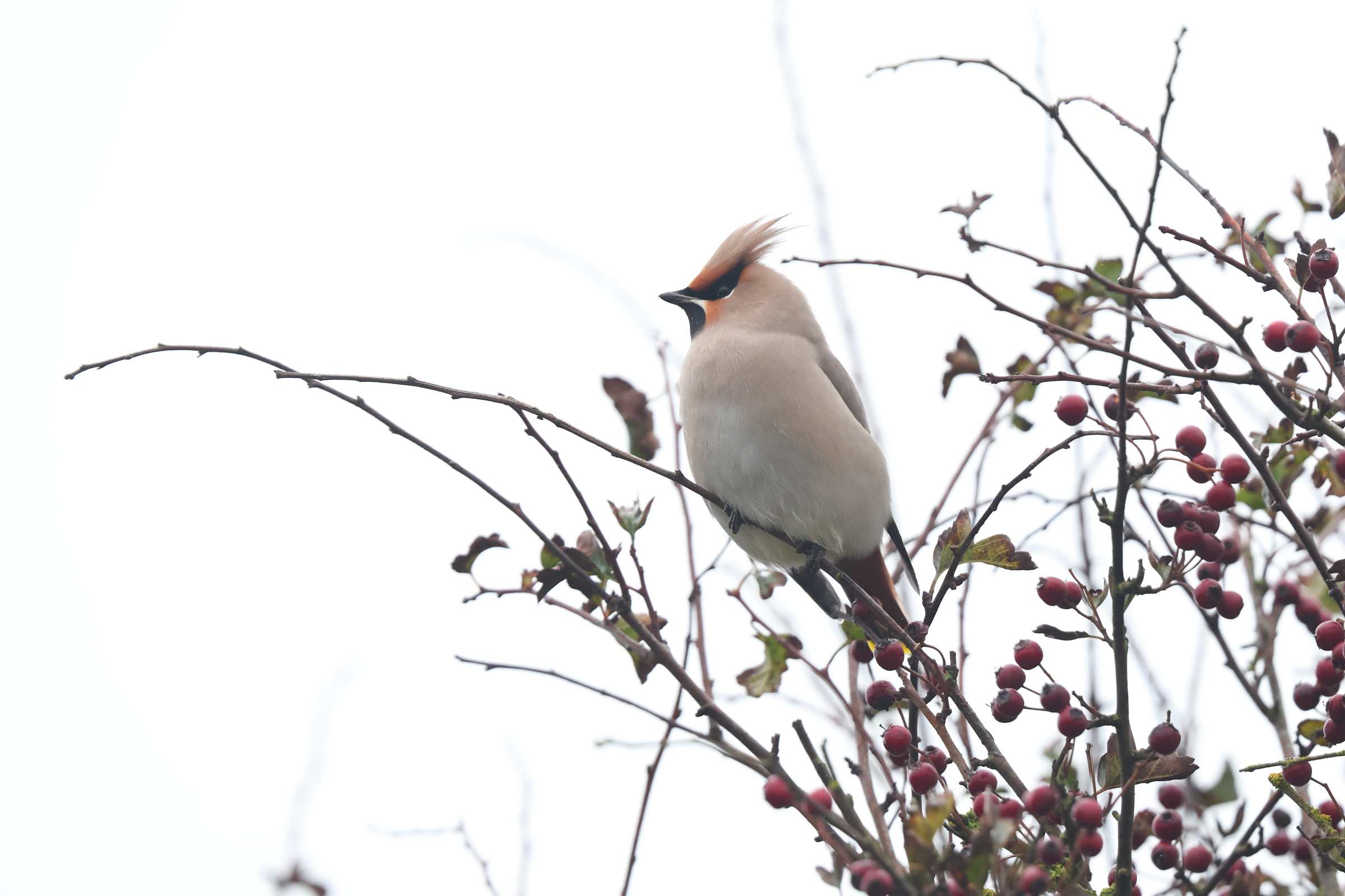 Bohemian Waxwing. Flamborough Head, North Yorkshire, 25 October 2023 © Neil G. Morris.