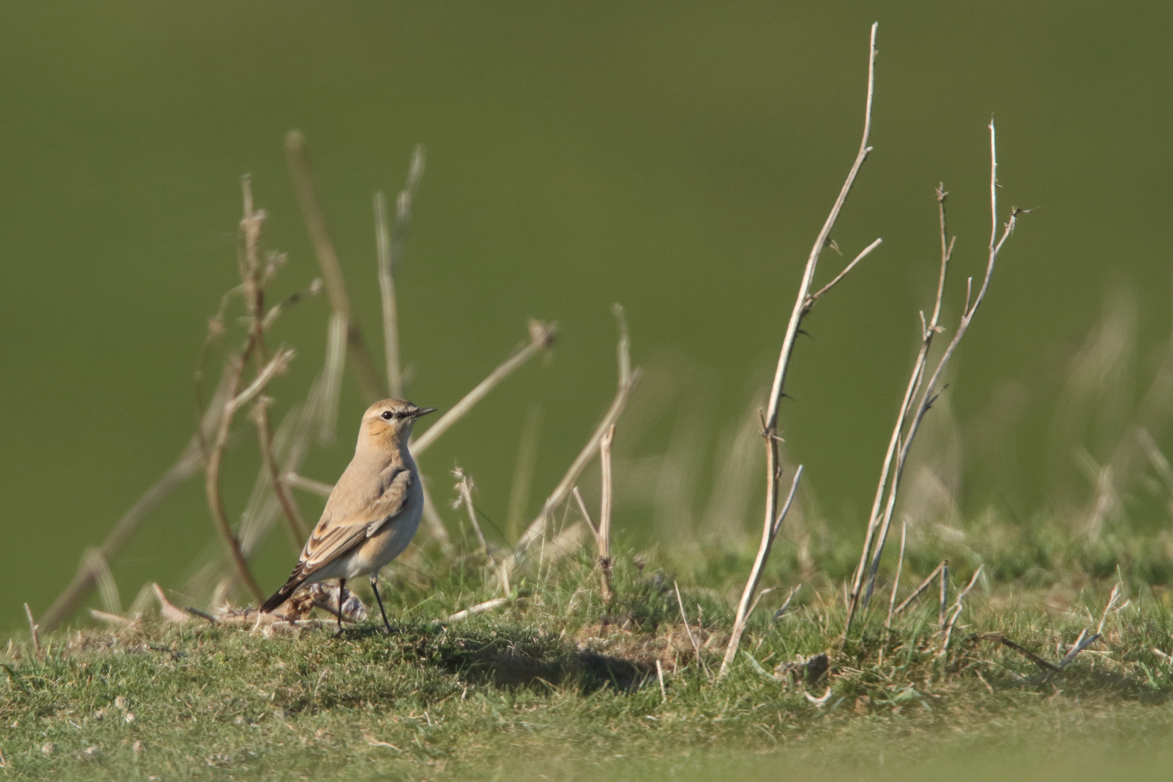 Isabelline Wheatear. Crowlink, East Sussex, 15 October 20211 © Neil G. Morris.