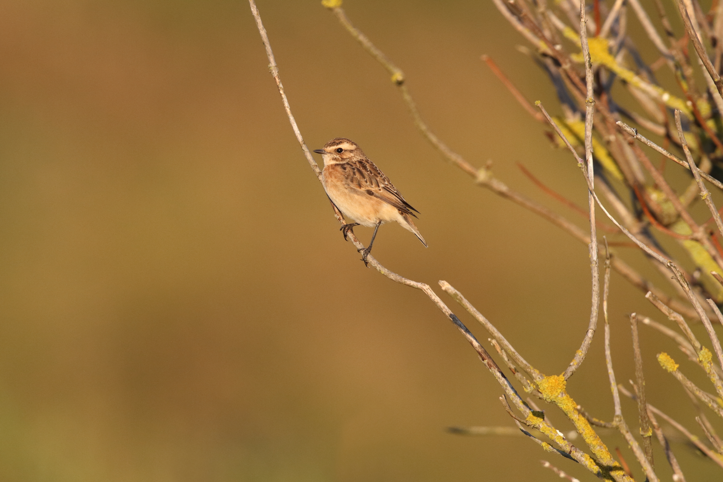 Whinchat. West Sussex, 04 September 2013 © Neil G. Morris.