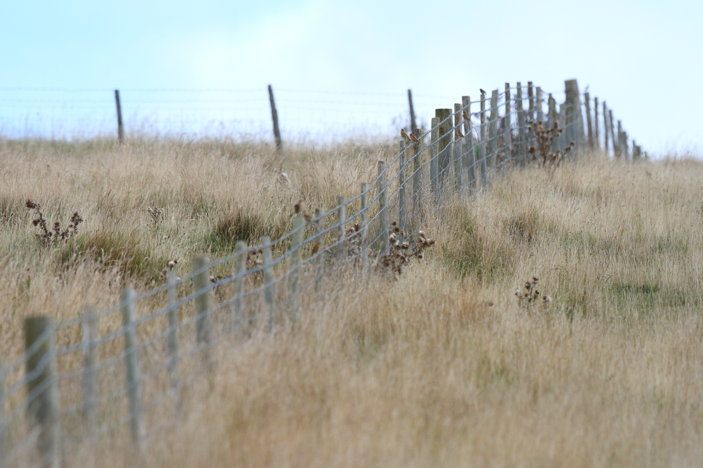 Whinchat. Beachy Head, East Sussex, 11 September 2013 © Neil G. Morris.