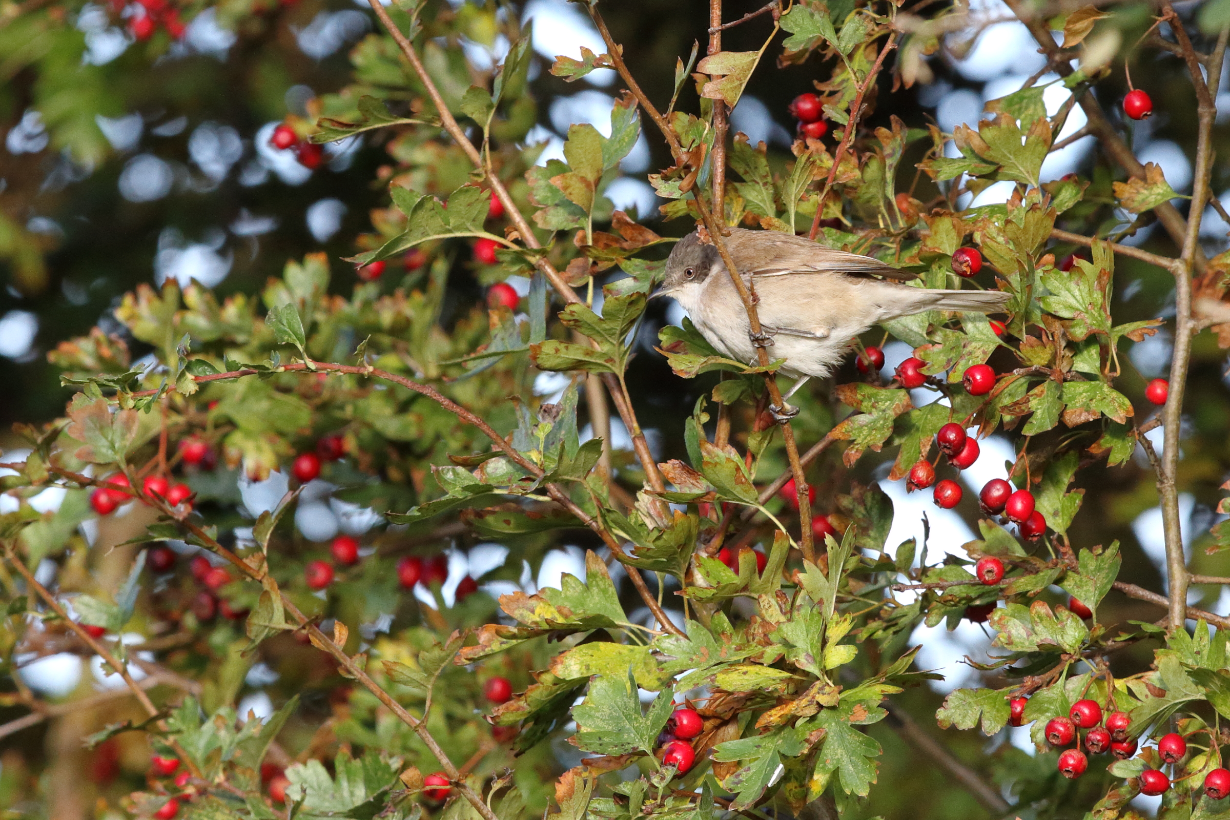 'Eastern' Lesser Whitethroat. Easington, North Yorkshire, 16 October 2016 © Neil G. Morris.