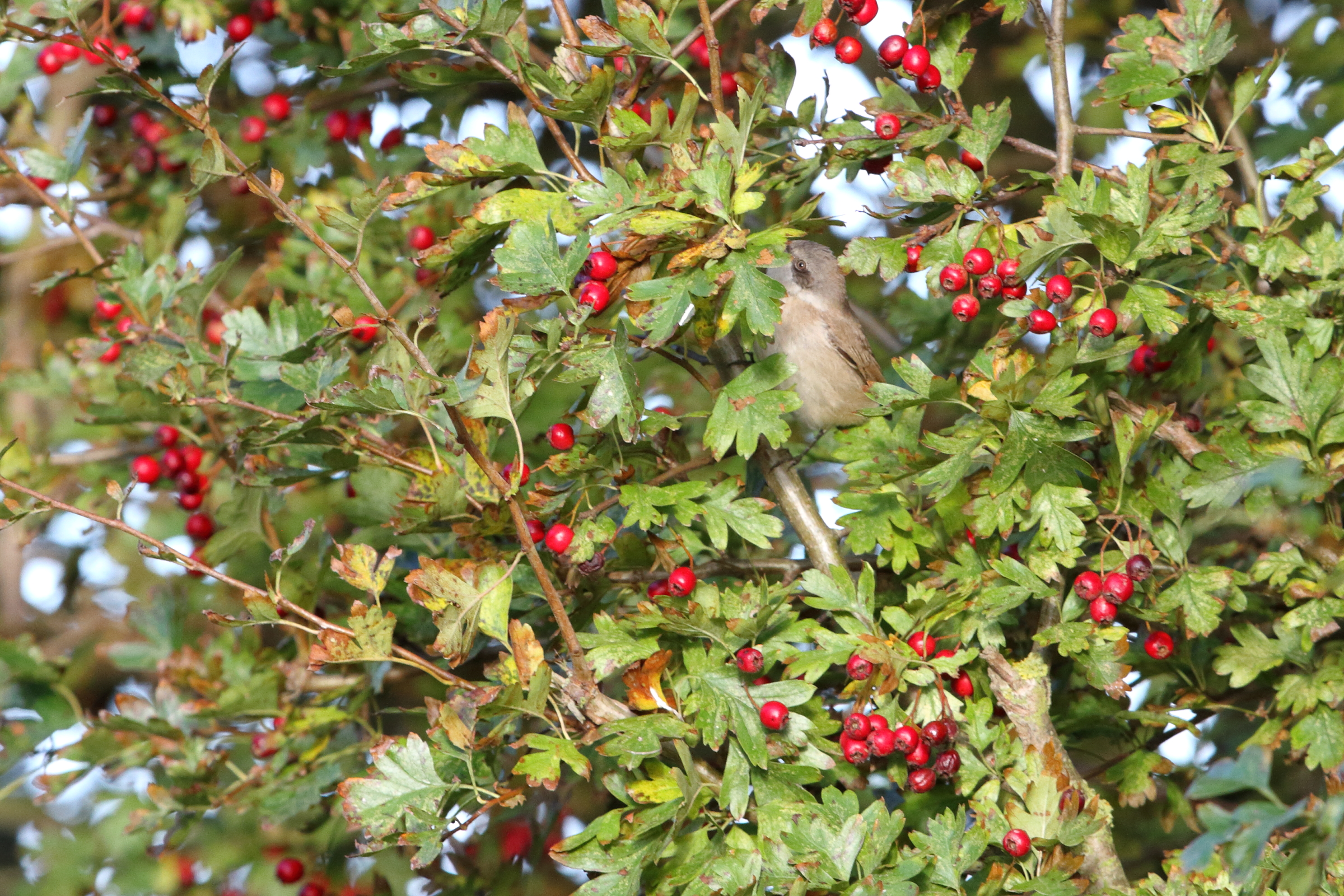 'Eastern' Lesser Whitethroat. Easington, North Yorkshire, 16 October 2016 © Neil G. Morris.