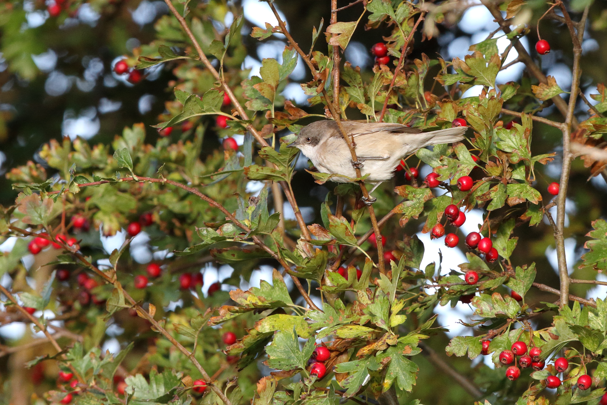 'Eastern' Lesser Whitethroat. Easington, North Yorkshire, 16 October 2016 © Neil G. Morris.