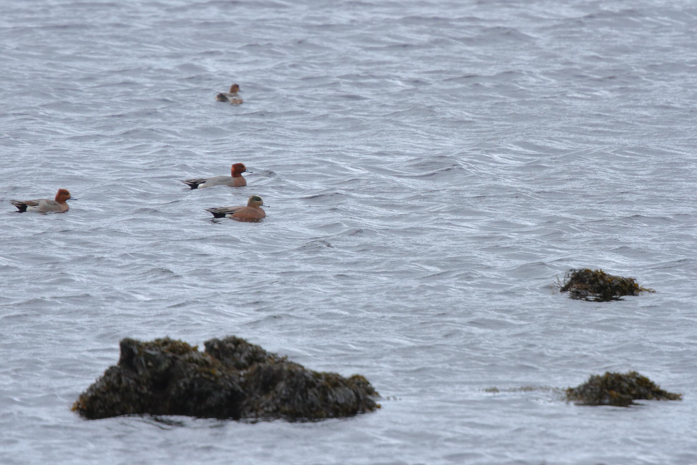 American Wigeon. Co. Sligo, Ireland, 24 January 2016 © Neil G. Morris.