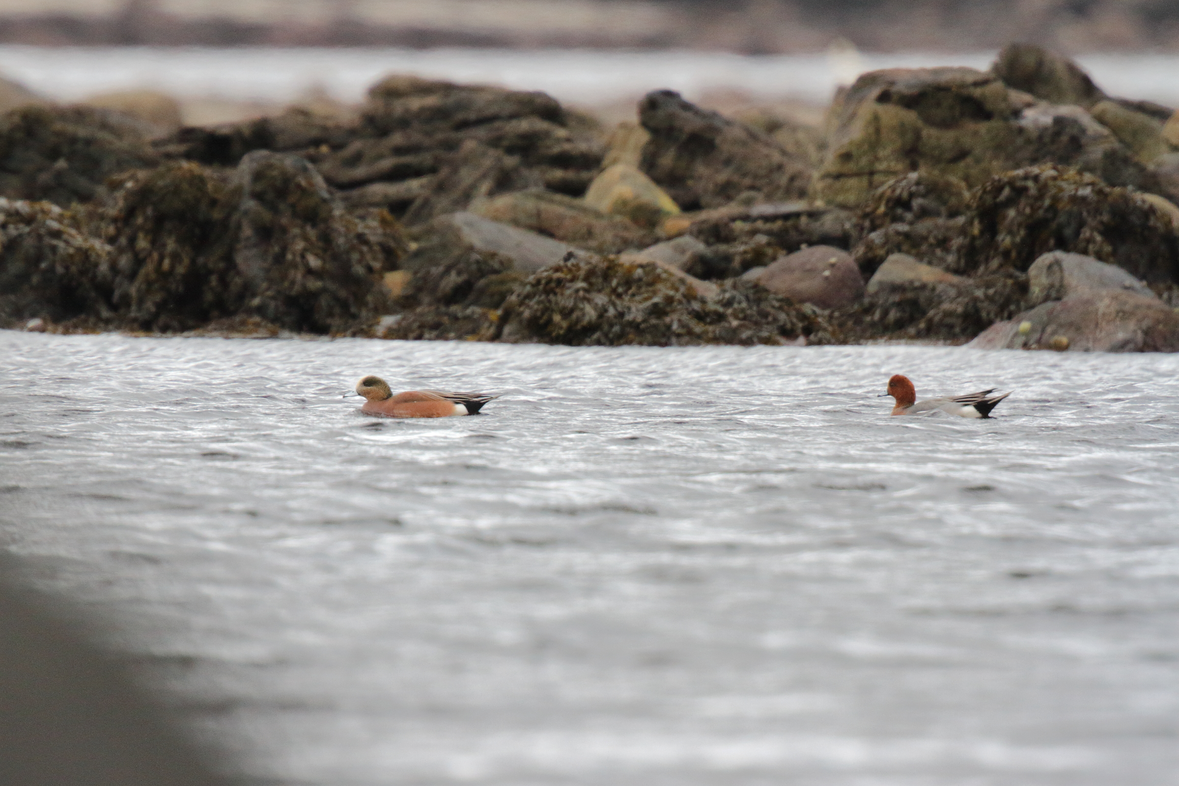 American Wigeon. Co. Sligo, Ireland, 24 January 2016 © Neil G. Morris.