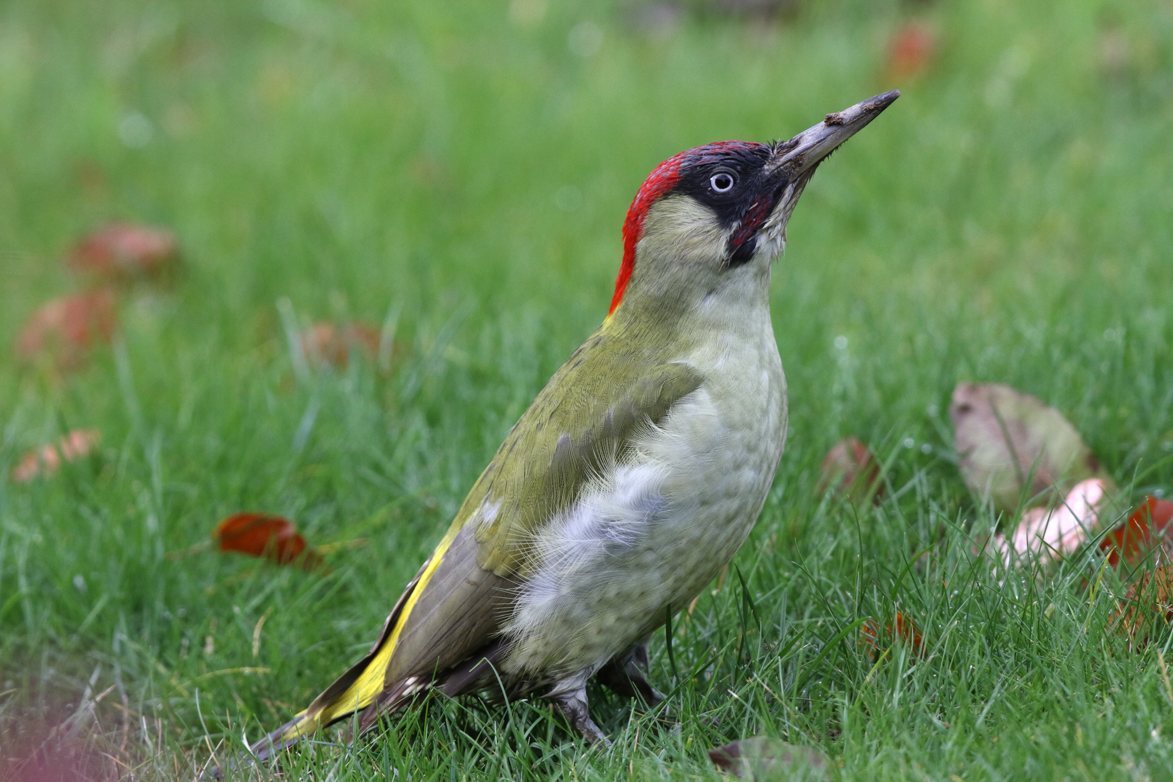 Green Woodpecker. Cuckfield, West Sussex, 19 October 2014 © Neil G. Morris.