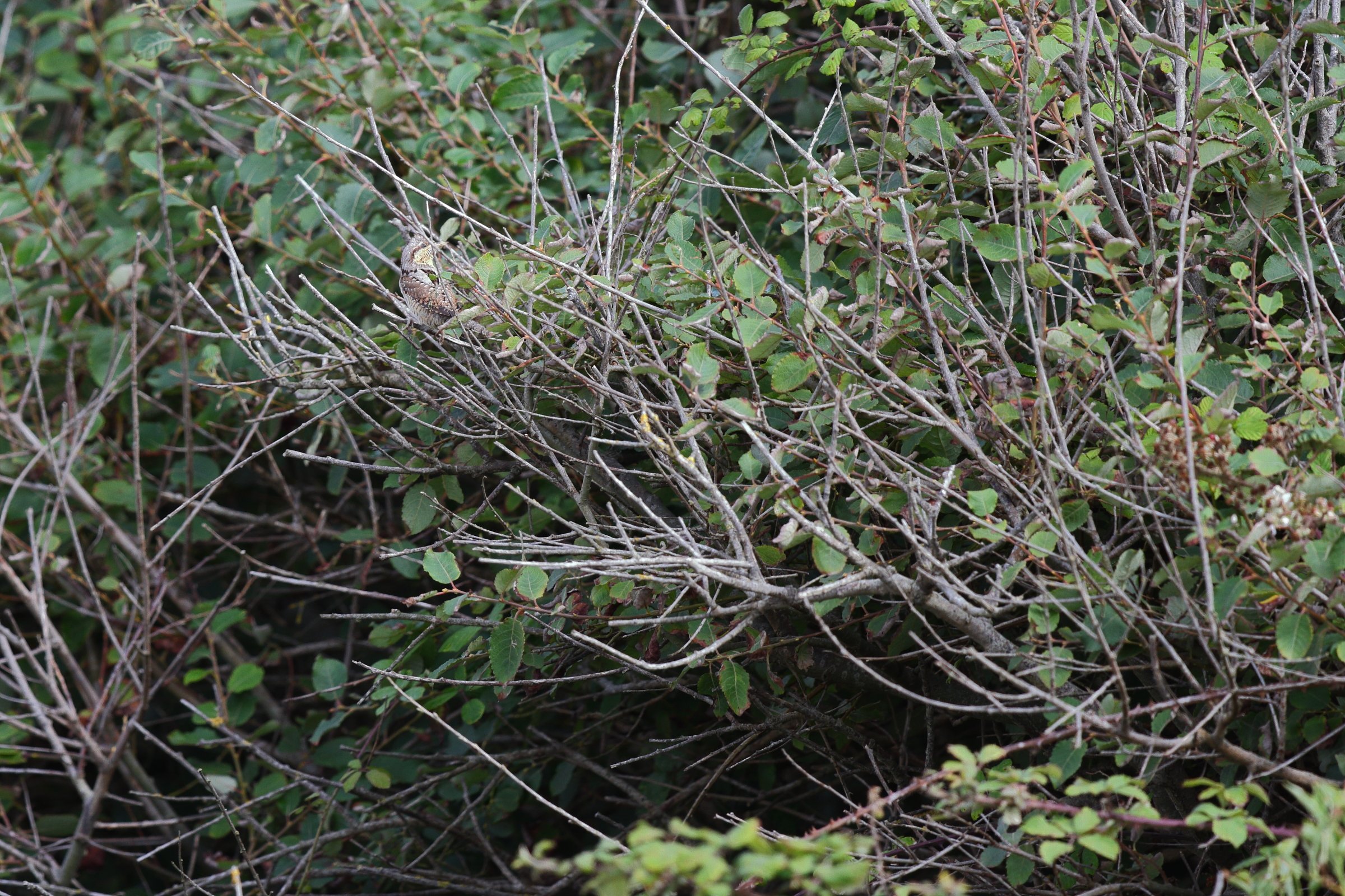 Wryneck. Newhaven, East Sussex, 09 September 2013 © Neil G. Morris.