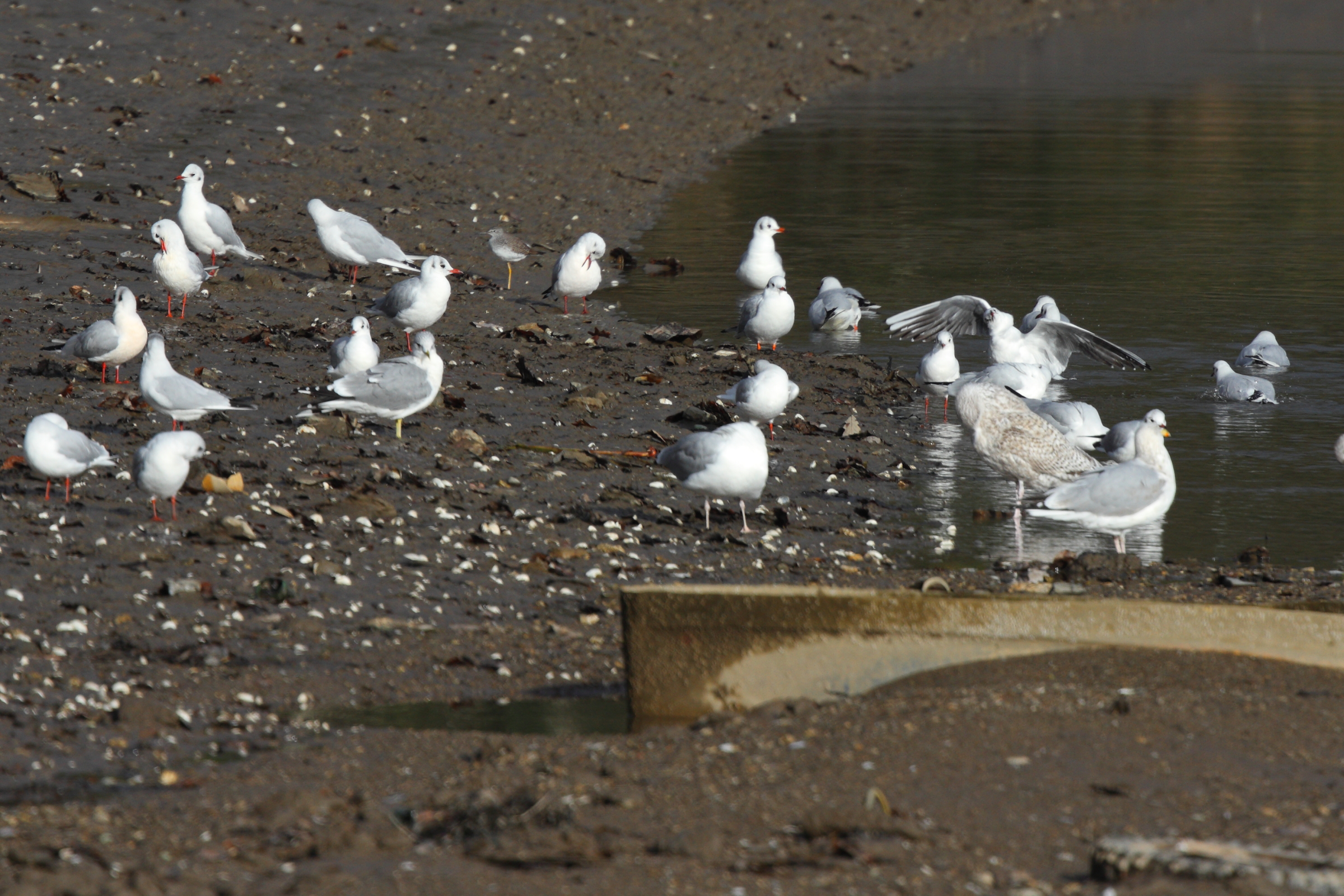 Lesser Yellowlegs. Devon, 01 December 2012 © Neil G. Morris.