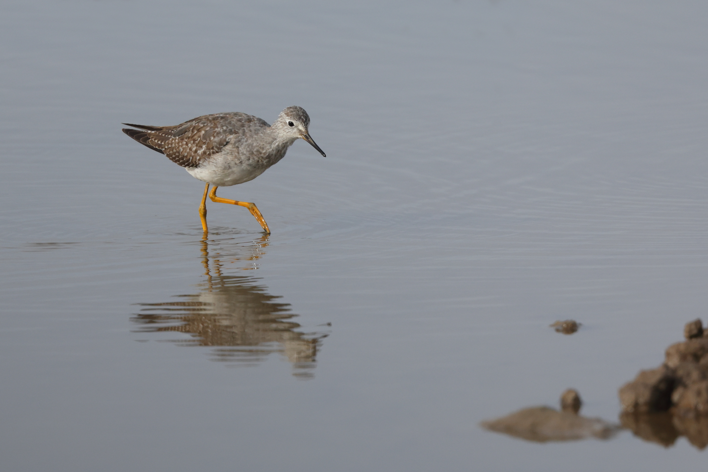 Lesser Yellowlegs. Frampton Marsh, Lincolnshire, 16 October 2023 © Neil G. Morris.